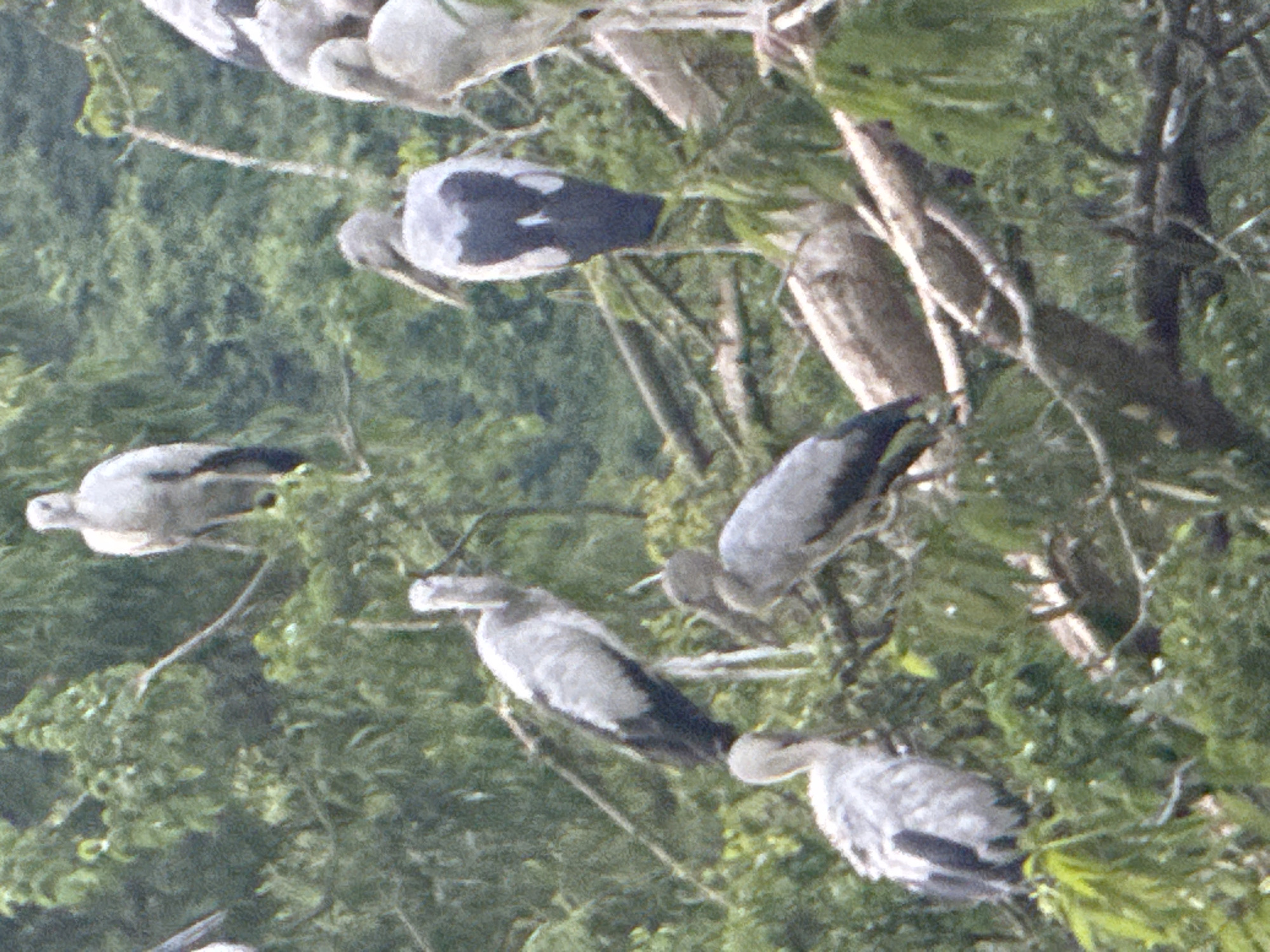 The image shows a group of large, gray and white birds perched on tree branches in a natural, wooded environment. The birds appear to be storks or similar wading birds, with long necks and legs. Some of the birds are facing away from the camera, showing their dark backs with white markings. Others are facing towards the camera, displaying their lighter undersides. The foliage is lush and green, suggesting a temperate or tropical climate. The branches are thick and sturdy, providing ample support for the birds. The overall impression is one of a peaceful, natural setting where these birds have found a resting place.