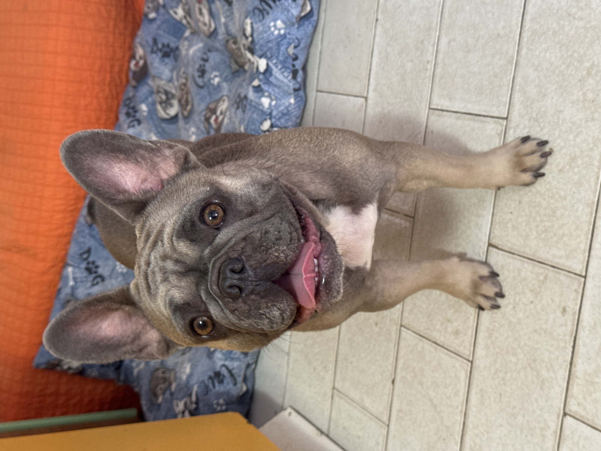A French Bulldog stands on a tiled floor, looking directly at the camera with its mouth open and tongue visible. The dog has a grey coat with white markings on its chest. In the background, an orange cushion rests on a blue blanket with a pattern of paw prints and dog faces. A yellow object is partially visible on the left side of the image. The setting appears to be indoors, possibly a home environment. No specific location in San Benedetto del Tronto, Italy is identifiable from the image.