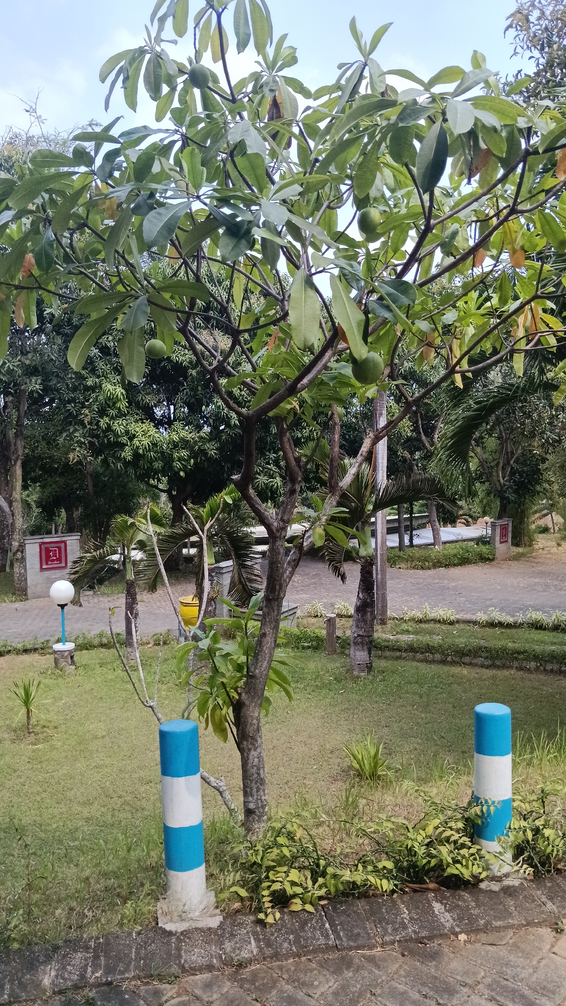The image depicts an outdoor scene in Bobang, Indonesia. In the foreground, a tree with broad green leaves and several green fruits is prominently featured. Two white and blue striped bollards stand in the grassy area in front of the tree. Behind the tree, a paved pathway is visible, lined with grass and some smaller plants. Further in the background, various trees and foliage create a lush, green environment. On the left side of the image, a white lamp post with a round globe and a red square emblem are visible on a paved area. The sky is overcast.