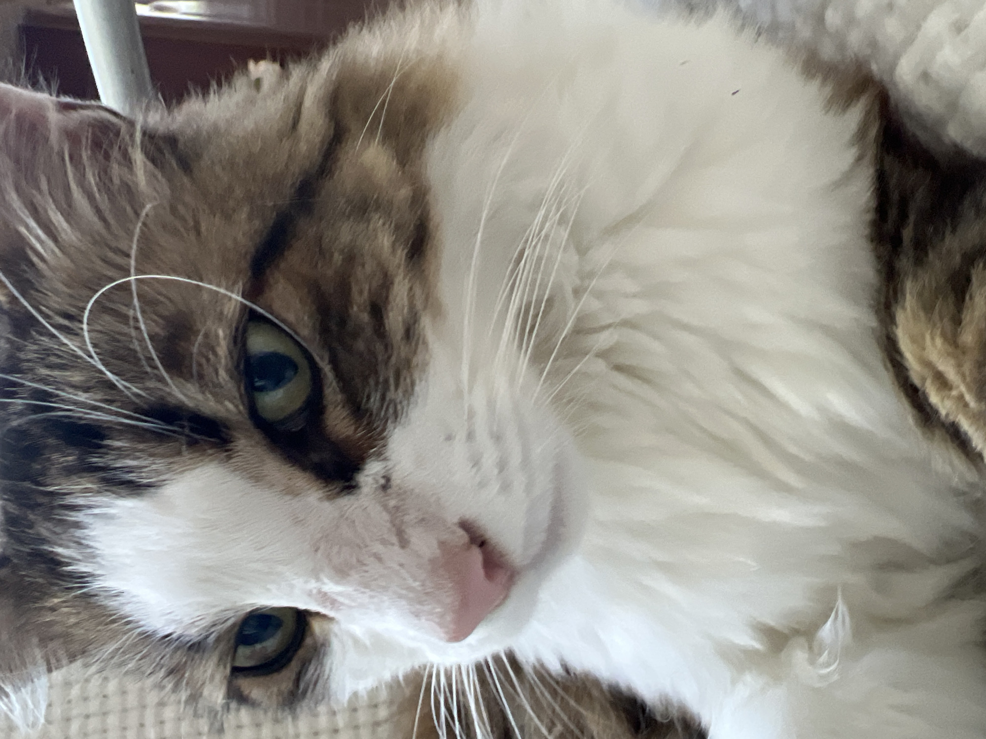 The image is a close-up shot of a cat's face. The cat has tabby markings with brown and white fur. Its eyes are green and its nose is pink. The cat appears to be resting on a textured surface, possibly a blanket or upholstery. There are no other subjects or objects clearly visible in the frame, and the environment is not discernible beyond the immediate foreground. The image does not provide any information or context related to the city of Fontanka, Ukraine.