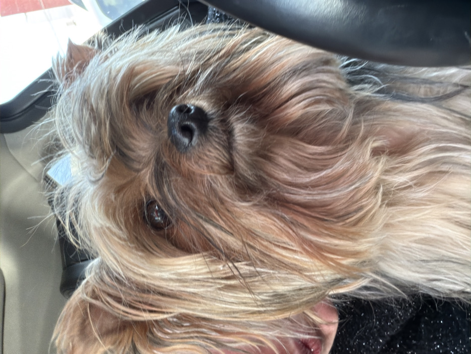 A close-up of a Yorkshire Terrier's face dominates the frame, slightly tilted. Its long, silky fur is a mix of tan, brown, and gray, partially obscuring one eye. The black nose is prominently centered. The dog seems to be resting, perhaps in a car, suggested by the car's interior visible in the background: a door panel, seat, and part of the dashboard. A dark, possibly shiny fabric is visible beneath the dog's chin.
