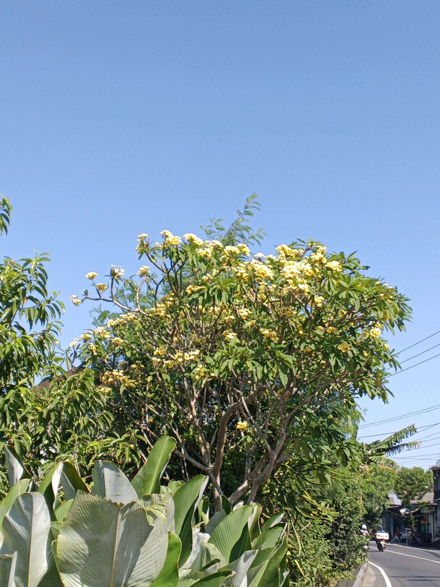 An outdoor, low-angle, vertical shot captures a lush, green tree adorned with numerous small, pale yellow flowers against a clear blue sky. The tree, with its brown, woody branches, is situated in the foreground, partially obscuring other foliage. To the left, large, muted green leaves fan out from a lower plant. In the mid-ground and background, dense green trees and shrubs line the right side of a paved road. The road curves gently to the right, and a single motorcycle with a rider is seen moving away from the camera on the right side of the road, where buildings and power lines are also visible. The scene is well-lit, indicating daylight. The location is identified as Abiansemal, Indonesia.