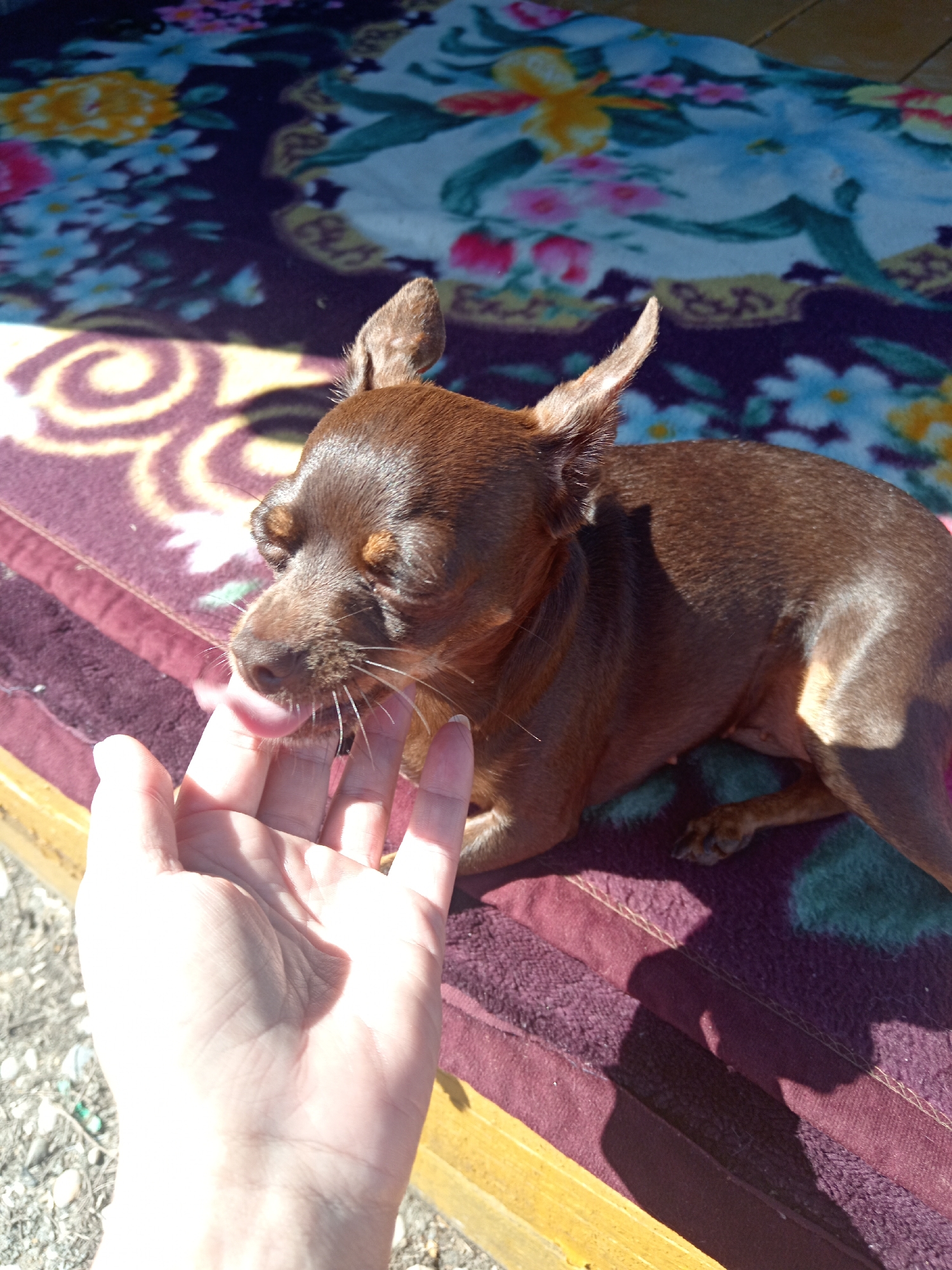 A close-up shot captures a small, brown dog with large ears lying on a colorful blanket patterned with flowers and swirling designs. The dog's eyes are closed as it licks a human hand that is offering comfort. The scene is illuminated by bright sunlight, casting sharp shadows. The background is blurred, but appears to be an outdoor setting with loose gravel on the ground. The image was taken in Novopokrovka, Russia.