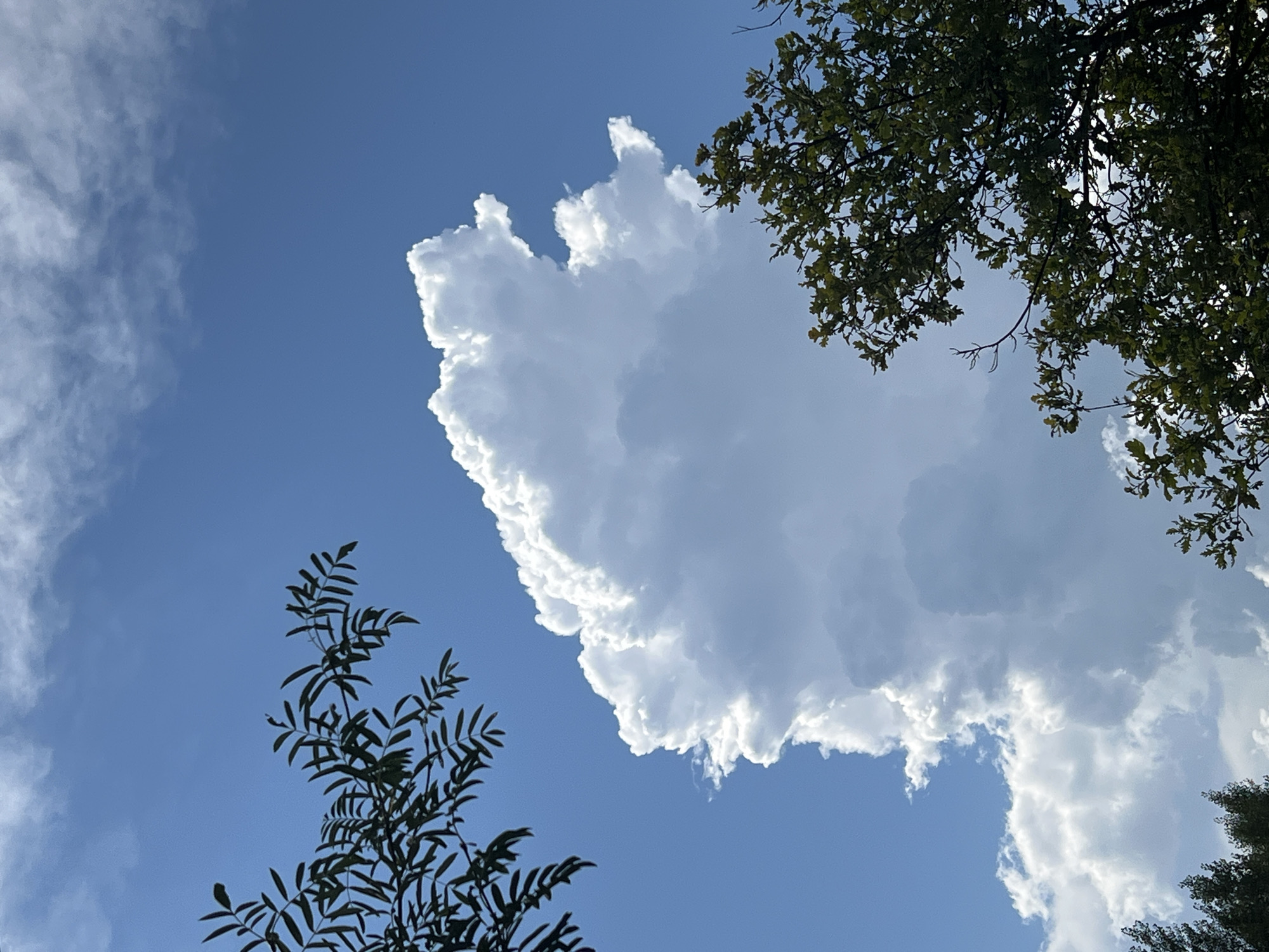 The image shows a bright blue sky with large, fluffy white clouds. The top left of the frame is partially obscured by the dark green leaves and branches of a tree. In the bottom right, more of the same tree's foliage is visible, also dark green against the sky. The central focus of the image is a massive, towering cumulonimbus cloud, catching the sunlight and appearing brilliant white and grey. The scene is outdoors and appears to be a clear day with some cloud formations. The location is identified as Mochishche, Russia. There are no people, animals, or any visible structures in the image. The image is a close-up shot, focusing on the sky and foliage.