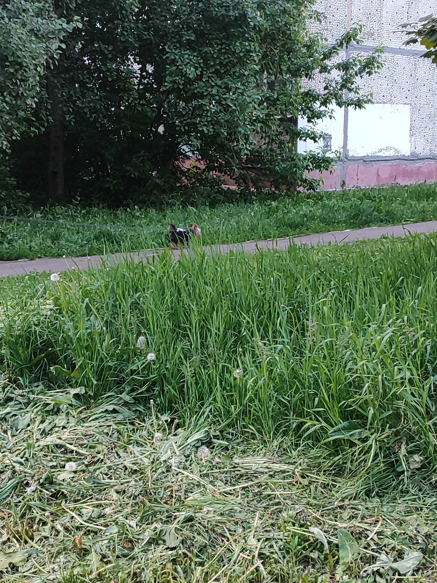 The image shows a grassy area in Shchyolkovo, Russia. Tall grass with dandelions is prominent in the foreground. A concrete sidewalk runs horizontally across the midground, and a small dog walks on it. Behind the sidewalk is a building with a tree partially obscuring the facade. Freshly cut grass lies scattered at the bottom of the frame.