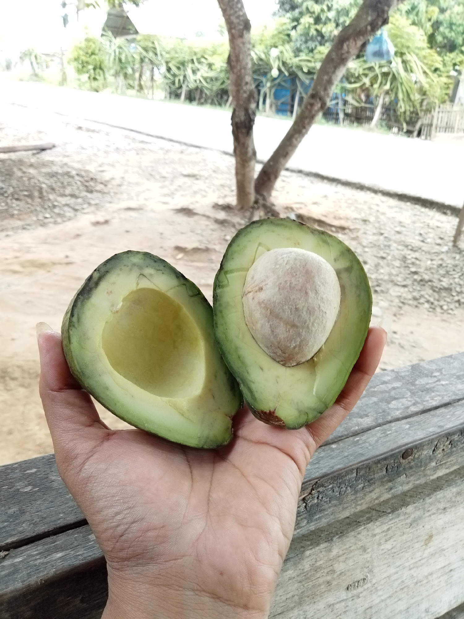 In Matangsijuek Timur, Indonesia, a person's hand is holding a halved avocado outdoors, resting on a weathered wooden surface. The avocado, cut lengthwise, reveals its creamy green flesh and a large, rounded pit in one half. The background is blurred, showing trees, vegetation, and a general outdoor setting. The lighting suggests it is daytime.