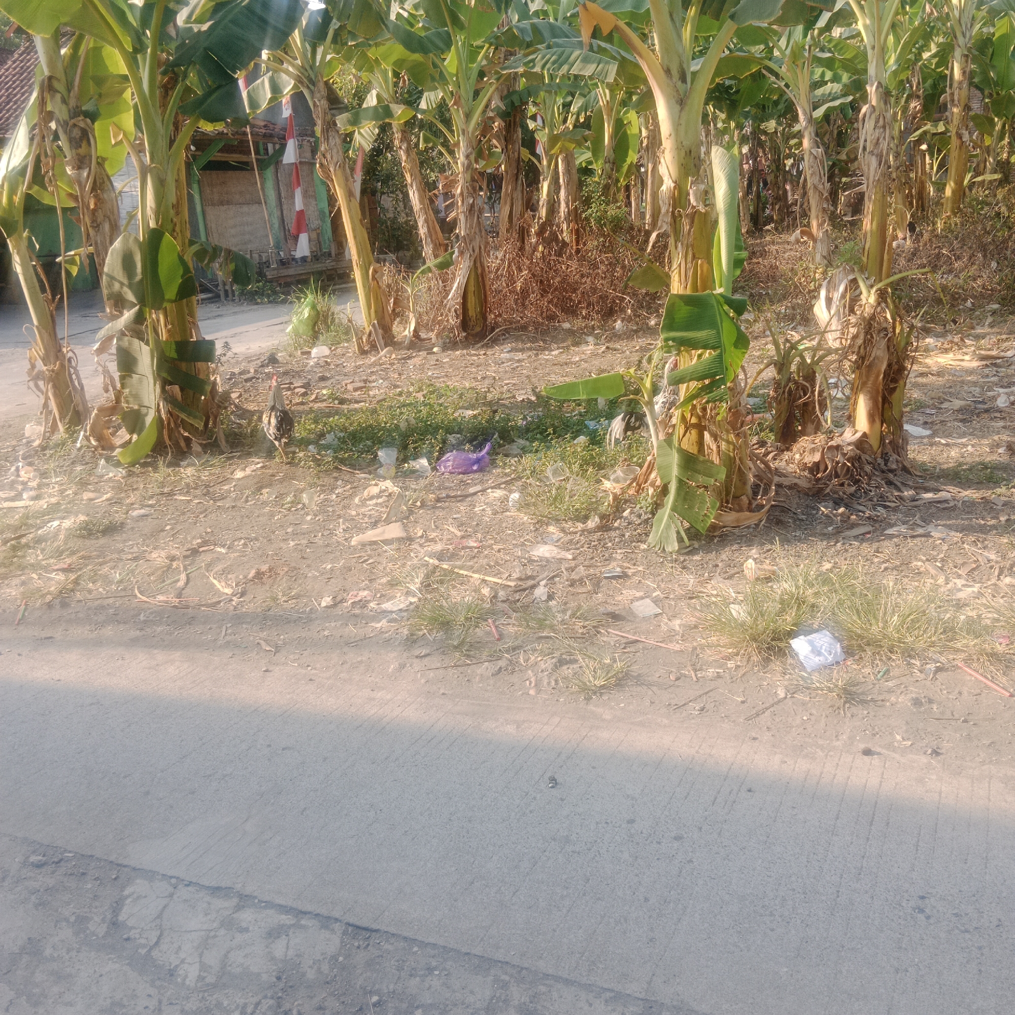 The image depicts a rural scene in Tegowanu Kulon, Indonesia, characterized by a dense stand of banana trees. The ground is a mixture of dirt, dry leaves, and sparse grass. Scattered across the ground are various pieces of litter, including plastic bags, wrappers, and other debris. In the mid-ground, a single chicken stands on the dirt. The foreground shows a paved road or pathway, with shadows cast across it, suggesting it is daytime. A building with red and white striped banners is partially visible in the background. The overall impression is one of a somewhat unkempt, natural environment adjacent to a populated area.