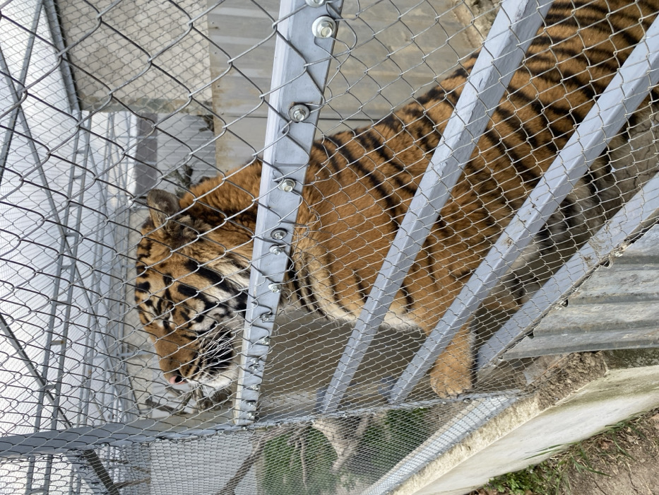 The image depicts a tiger exhibiting orange fur with black stripes, contained within a galvanized chain-link enclosure in Vranje, Serbia. The animal stands upright on its hind legs, its forepaws resting on a horizontal metal beam of the fence. Its head is raised and turned to the animal's left, with its mouth partially open and whiskers prominently displayed. The enclosure wall is constructed from chain-link mesh secured to vertical and horizontal metal framing with visible bolts and nuts. A concrete retaining wall, topped with soil and sparse green vegetation, runs along the base of the fence on the left side. The lower section of the enclosure wall also incorporates corrugated metal paneling. In the background, a light-colored wall and a translucent panel roof section are visible. Diffuse overhead lighting suggests an overcast sky. No human individuals are present in the scene.