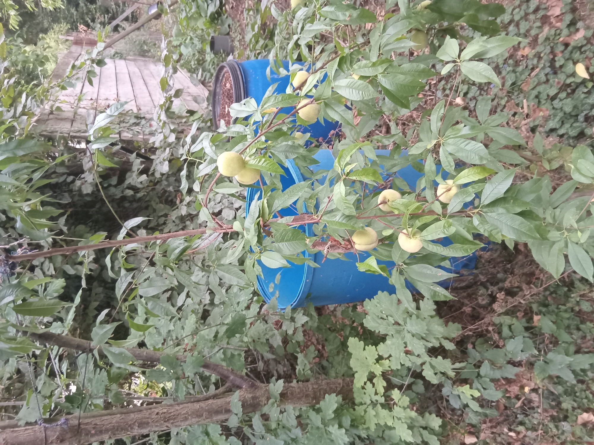 The image captures a backyard scene in Weißenthurm, Germany. A young peach tree, bearing several unripe, light green peaches, is the central focus. The tree's branches extend outwards, laden with green leaves. Behind the tree, two large, blue plastic barrels are visible, one partially obscured by the foliage. The background consists of dense greenery, including various trees and shrubs, with a weathered wooden structure suggesting a fence or shed on the far right. The ground is covered with leaf litter and some ivy. The overall impression is one of a slightly overgrown, natural garden setting.