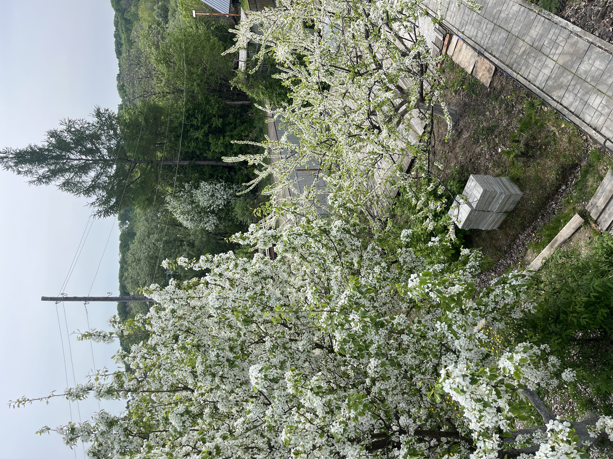 This is an eye-level, outdoor shot taken from a high vantage point, likely in the city of Маяк, Russia. A large tree laden with white blossoms dominates the foreground. Behind the tree, a stack of grey paving stones sits on the ground. A paved walkway constructed from similar grey stones runs along the right edge of the frame. Beyond the walkway, the ground is covered with grass and other vegetation. In the background, a lush forest of green trees rises up a hillside. A utility pole with power lines is visible on the left side of the frame, and a sliver of a building roof is visible to the right of the tree. The sky is overcast and grey.