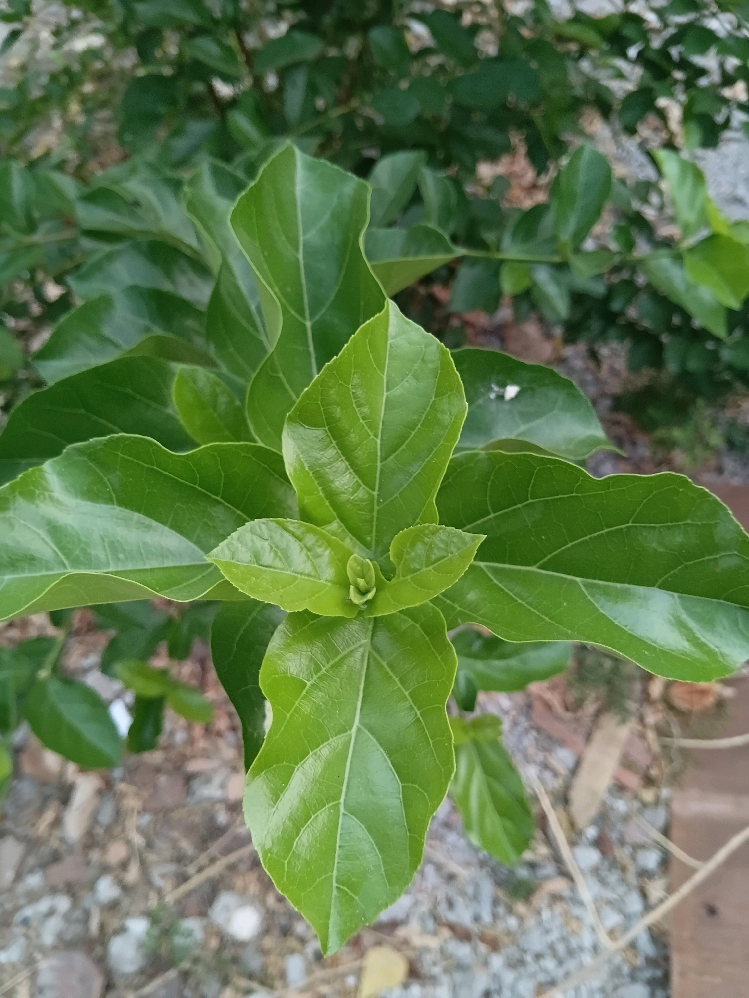 A close-up, overhead shot captures a vibrant green plant with broad, veined leaves. The plant appears to be growing in the ground, with a blurred background of more foliage, rocks, and dirt. The lighting suggests it is daytime. The scene is a natural setting, possibly a garden or park, located in the city of Cikal, Indonesia. No people or specific actions are depicted.