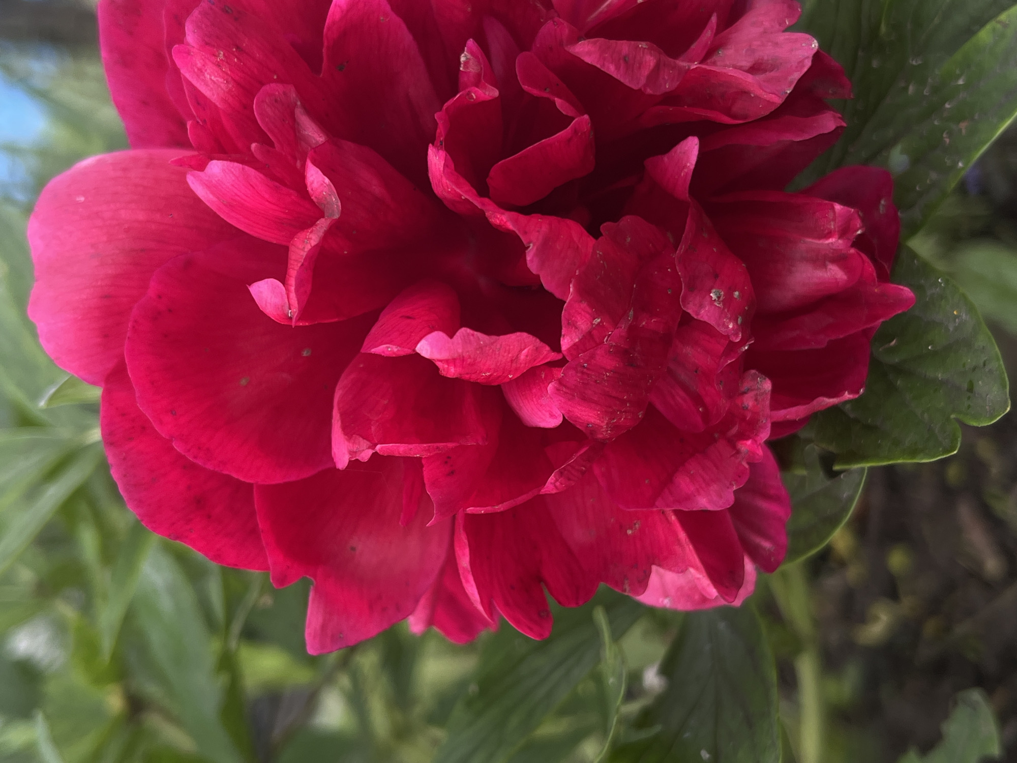 The image shows a close-up of a red peony flower in bloom. The petals are ruffled and layered, with visible imperfections. The background features out-of-focus green foliage. There is no evidence to support the claim of the photograph being taken in Novopokrovskaya, Russia.