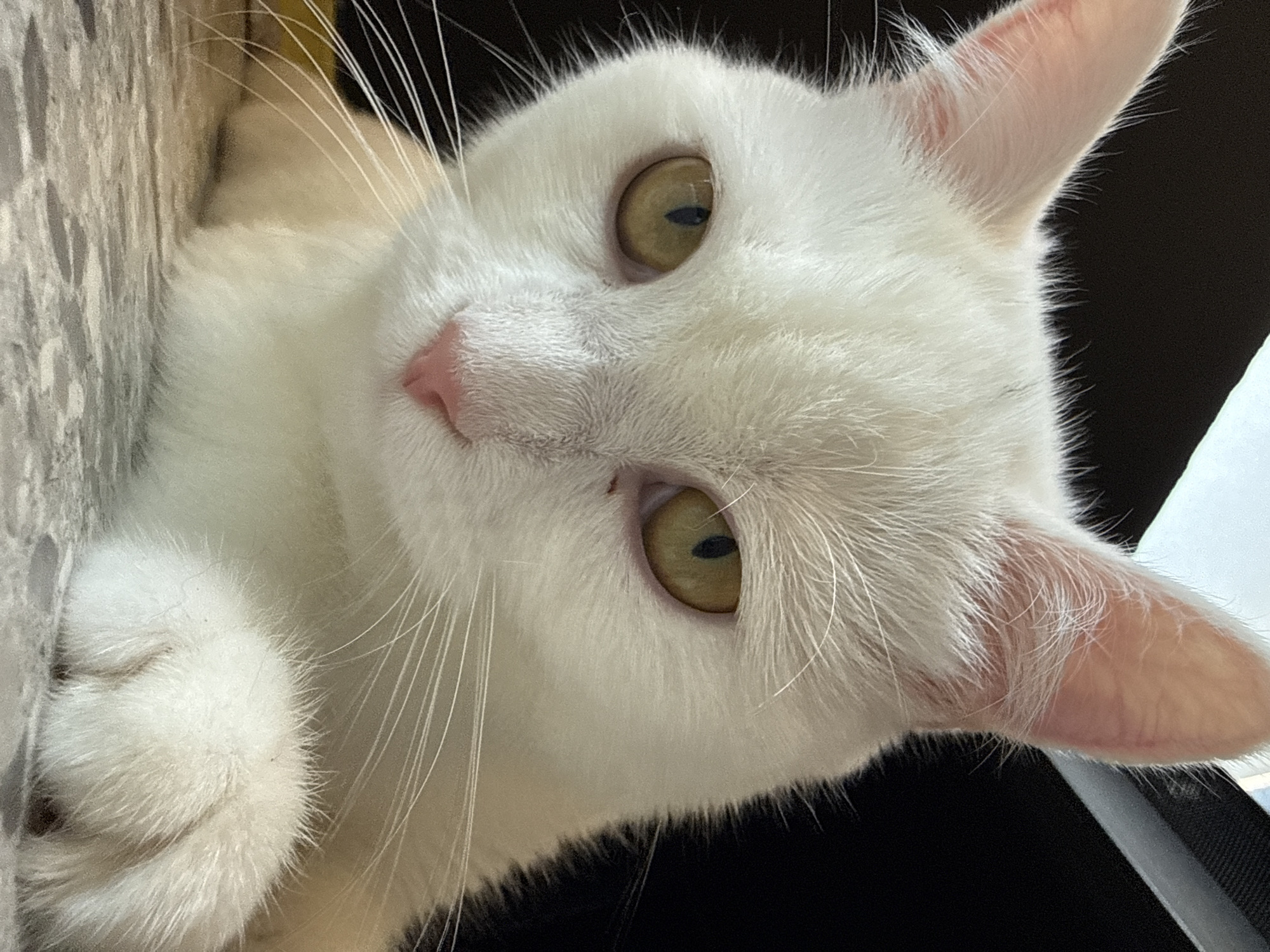 An extreme close-up, eye-level shot captures the face of a white cat in an indoor setting. The cat is looking directly at the camera with its amber-colored eyes. Its nose is a soft pink, and its whiskers are prominent and white. The cat's fur appears to be a creamy white with hints of light brown or orange undertones, particularly around its ears and body. The background is dark and out of focus, with a bright, out-of-focus area to the upper right, suggesting a light source. The cat is lying down, with its front paw visible in the lower right corner of the frame, resting on a textured surface that appears to be a floor with a mottled gray and white pattern. The lighting is soft and natural, highlighting the cat's features. The overall impression is one of a serene and calm animal. The specific location within a city is not determinable from the image.
