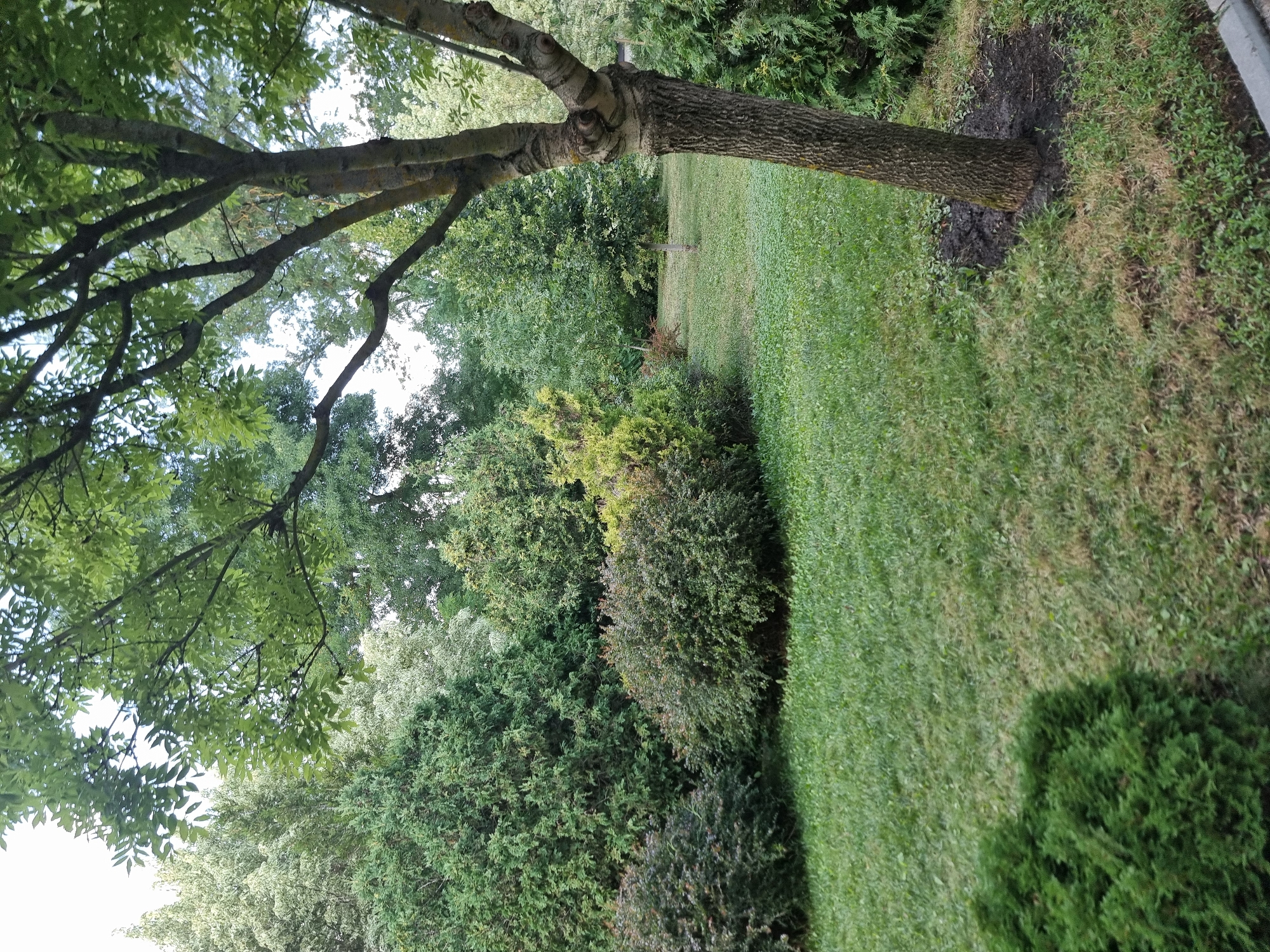 The image depicts a serene park scene in Hămagiuca, Moldova. In the foreground, a mature tree with rough bark stands to the right, its branches extending towards the viewer. To the left and center, lush green grass covers the ground, with a few patches of dry, yellowed grass. Several shrubs and trees of varying sizes and shades of green are arranged throughout the park, creating a natural and somewhat dense foliage. The background reveals more trees and a bright sky peeking through the canopy. The overall impression is one of a well-maintained, natural outdoor space, likely a public park or garden, with no people or specific activities visible.