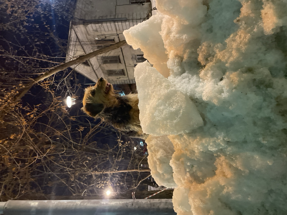 An eye-level, nighttime photograph depicts a medium-sized, shaggy-haired terrier-type dog standing on a large pile of snow and ice in an urban environment identified as Moscow, Russia. The dog, predominantly tan/brown on its head and chest with darker brown/black fur on its back, faces right with its mouth slightly open, appearing to pant or observe. The snow pile in the foreground and midground is irregular, white, and features areas of brown-orange discoloration from dirt or slush.
In the background, behind the dog and snow, several bare deciduous trees are silhouetted against a dark night sky. Streetlights with yellowish-white illumination are visible, one directly above the dog and another further to the left, casting light onto the scene. To the right, a light-colored, multi-story building with a gable roof and multiple dark windows is visible, exhibiting architecture common to older urban areas. A grey pole is present on the far left, and faint red and white striped barrier tape is discernible further back on the left. No human figures are present. The scene indicates a cold, winter urban setting.