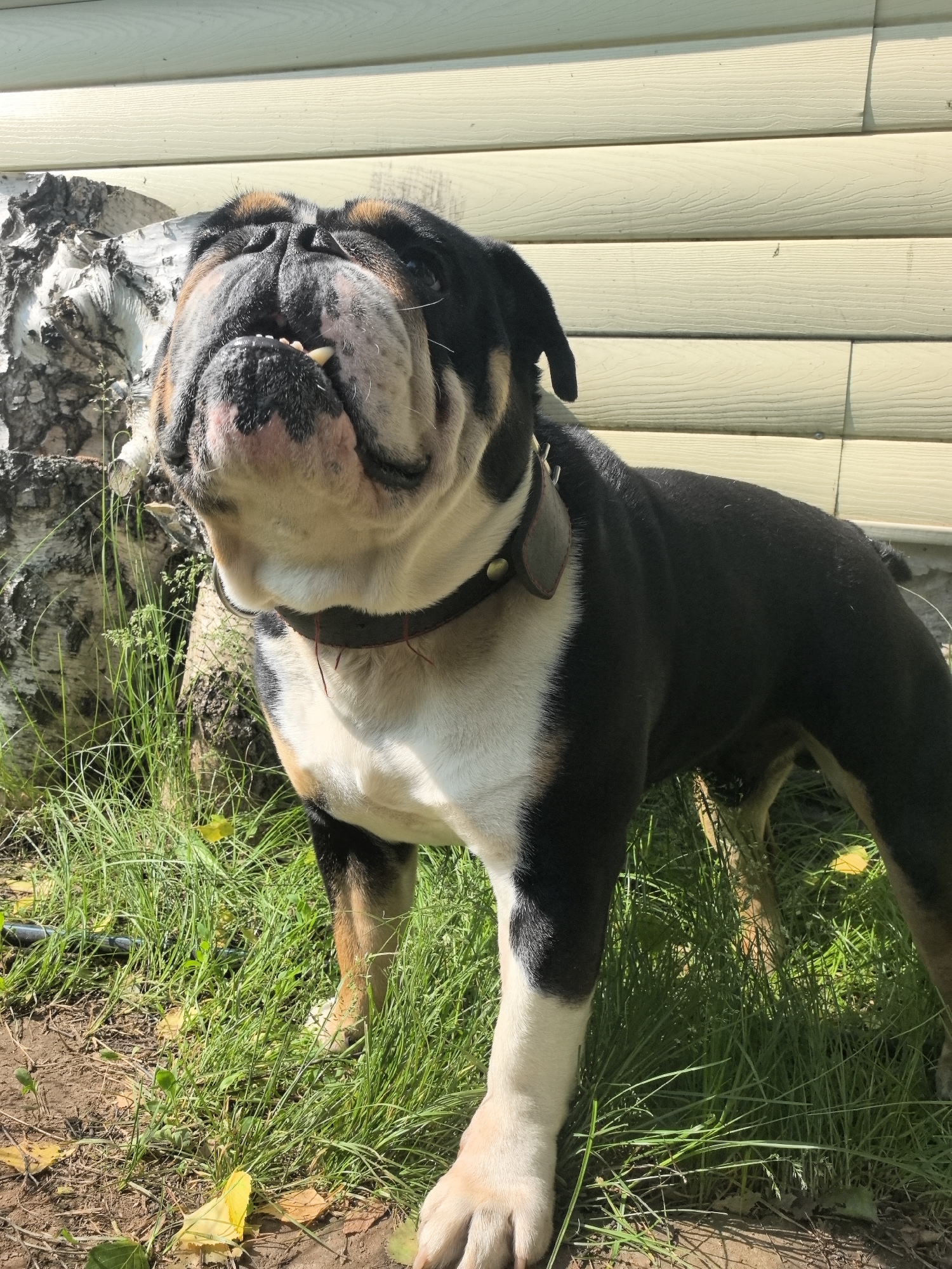An English Bulldog stands on a patch of grass in front of a light-colored wooden wall, with a portion of a birch tree trunk to its left. The dog is primarily black and white with tan markings on its face and legs, wearing a dark collar. Its head is tilted upwards, and its mouth is slightly open, revealing its teeth. The ground beneath the grass is dirt, with a few fallen yellow leaves scattered around. The scene is illuminated by natural sunlight, creating shadows. There are no people visible in the image. The location is stated to be Noviy, Russia.