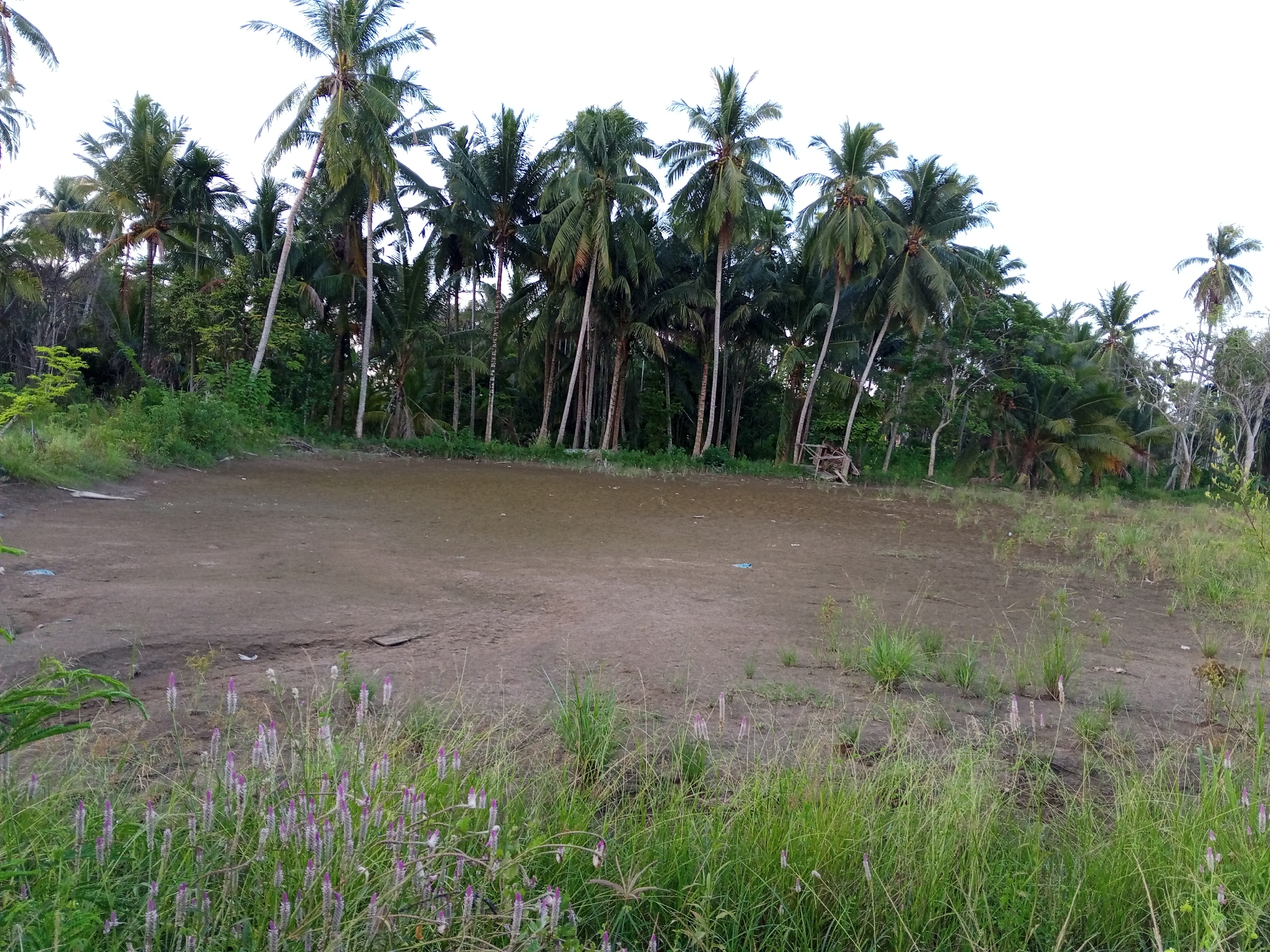 The image depicts a vacant, dirt-covered field in Pantebaroglesiblah, Indonesia. The field is bordered by a dense cluster of palm trees at the back and thick vegetation in the foreground. Some purple flowering plants are scattered among the grass in the foreground. A structure made of branches is faintly visible amongst the palm trees. The sky is overcast, indicating diffused sunlight. No people, subjects, objects, actions, or interactions are visible other than the natural environment.