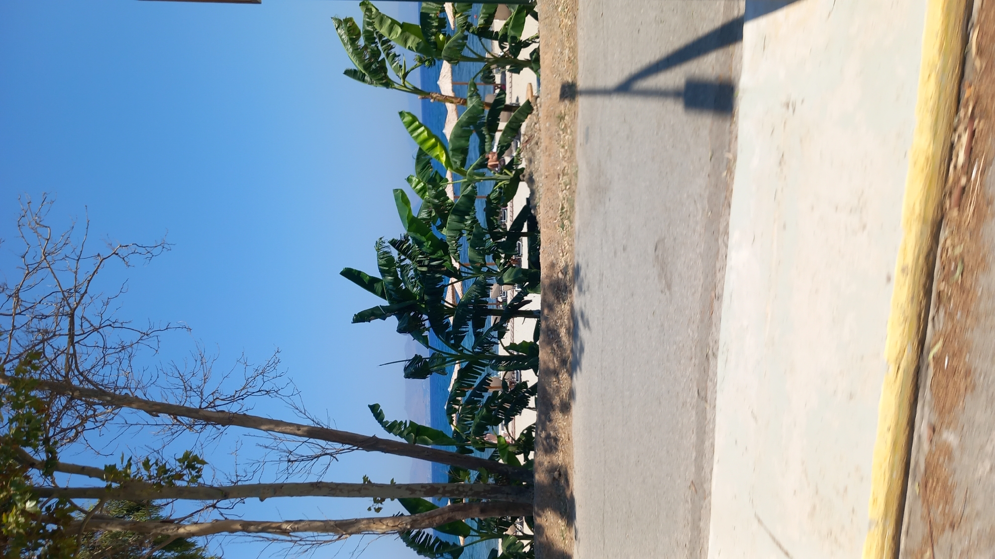 The image depicts a tropical beach scene under a clear blue sky. In the foreground, a paved road runs horizontally across the frame, with a light-colored sidewalk and a yellow curb below it. A scattering of dry leaves and small branches are visible on the ground. To the left, several tall trees with thin trunks and bare branches are silhouetted against the sky. Beyond the road, a white sandy beach is lined with numerous lush green banana trees. The ocean, a vibrant blue, stretches out in the background, meeting a distant coastline. Several beach umbrellas and lounge chairs are visible on the sand, and at least one person is partially visible in the distance, suggesting recreational activity. The overall impression is a serene and sunny day at a beach resort.
