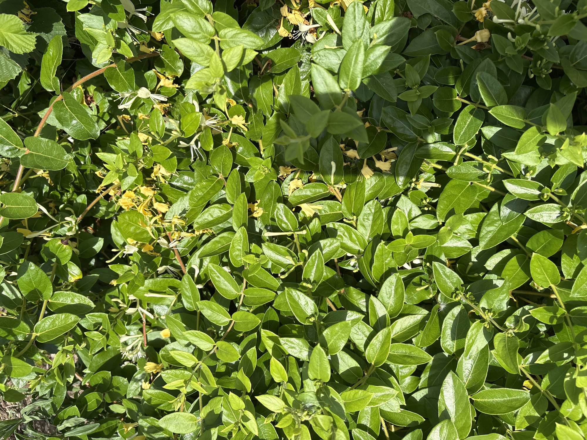 This media file is a close-up, overhead shot of a dense honeysuckle vine. The leaves are a vibrant green, with some appearing slightly yellowed, suggesting either aging or a response to sunlight. Interspersed among the leaves are small, delicate white and yellow flowers, some fully bloomed and others in bud. Thin, reddish-brown stems twine through the foliage, adding texture and visual interest. The lighting indicates it is daytime, with strong sunlight casting distinct shadows across the leaves, creating a dappled effect and highlighting the glossy texture of the foliage. The overall impression is one of lush, natural growth, capturing a moment in the life cycle of the plant during its blooming period. There is no visible text or any indication of human presence. The setting appears to be outdoors, likely in a garden or natural landscape where honeysuckle thrives.