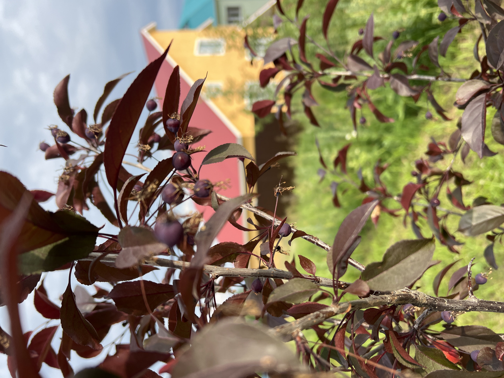 A close-up shot of a dark-leaved plant with small purple fruits is in focus in the foreground. The plant has slender branches and some of its leaves are tinged with green. In the blurred background, there are two houses. One house is painted yellow with a red roof, and the other house has a blue roof. The setting appears to be a residential area. The image was taken outdoors.