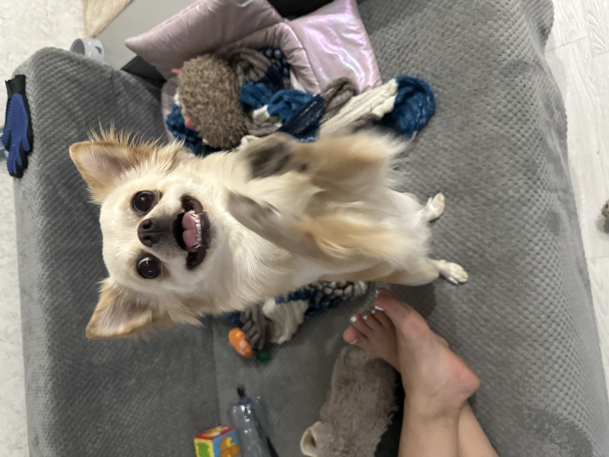 A small tan and white chihuahua stands on its hind legs on a gray sofa, with its front paws raised. The dog's mouth is open in a happy expression. To the left of the dog, a human foot with light blue painted toenails rests on the sofa. Various objects are scattered on the sofa, including a blue glove, a stuffed hedgehog toy, and several pieces of fabric. The background consists of the sofa and a light-colored wall. The scene appears to be indoors, likely in a residential setting. There is no information to suggest this location is in Omsk, Russia.
