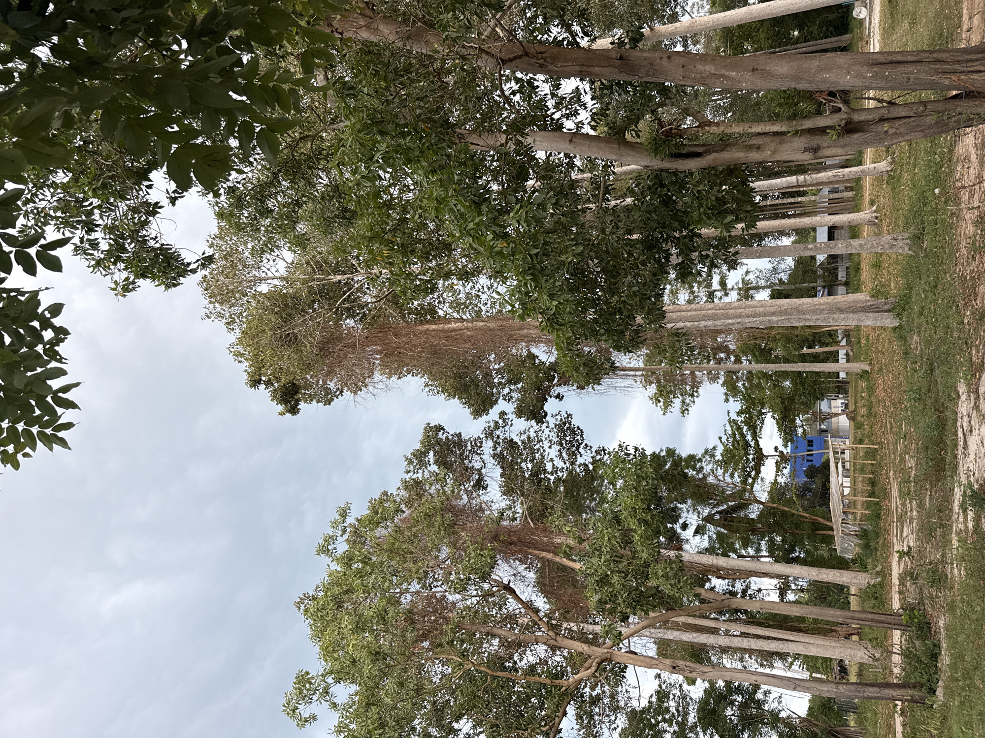 The image depicts a view looking upwards through a grove of tall trees with a cloudy sky overhead. The trees have slender, light-colored trunks and are covered in dense green foliage. Some of the trees are intertwined with dried vines. In the background, a small, open-sided structure with a tarp roof is visible, as well as a bright blue building. The ground is covered in dry grass and dirt. The scene appears to be an outdoor location in a tropical environment, potentially a park or undeveloped area, within the city of Ko Samui District, Thailand. No people are present in the image.