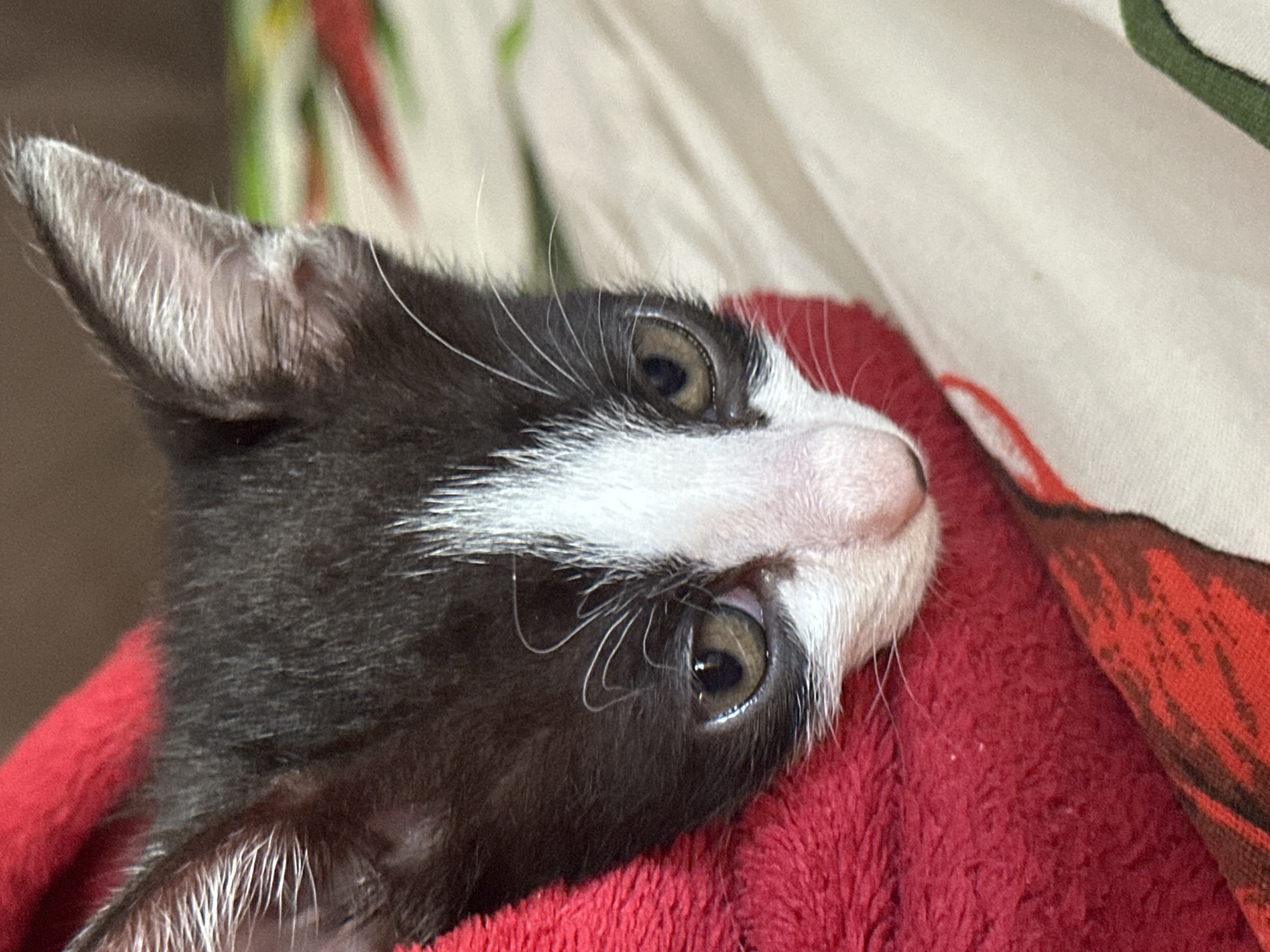 A close-up, slightly angled view depicts the head of a young black and white kitten resting on a red, textured blanket or cloth. The kitten's fur is primarily black with a white patch extending from the forehead down the nose. The eyes are open and appear to be hazel or light brown. The kitten's left ear is visible and pointed. The background is blurred, showing a white surface with red and green patterns. The image provides no information to determine its location in the city of Budva, Montenegro.