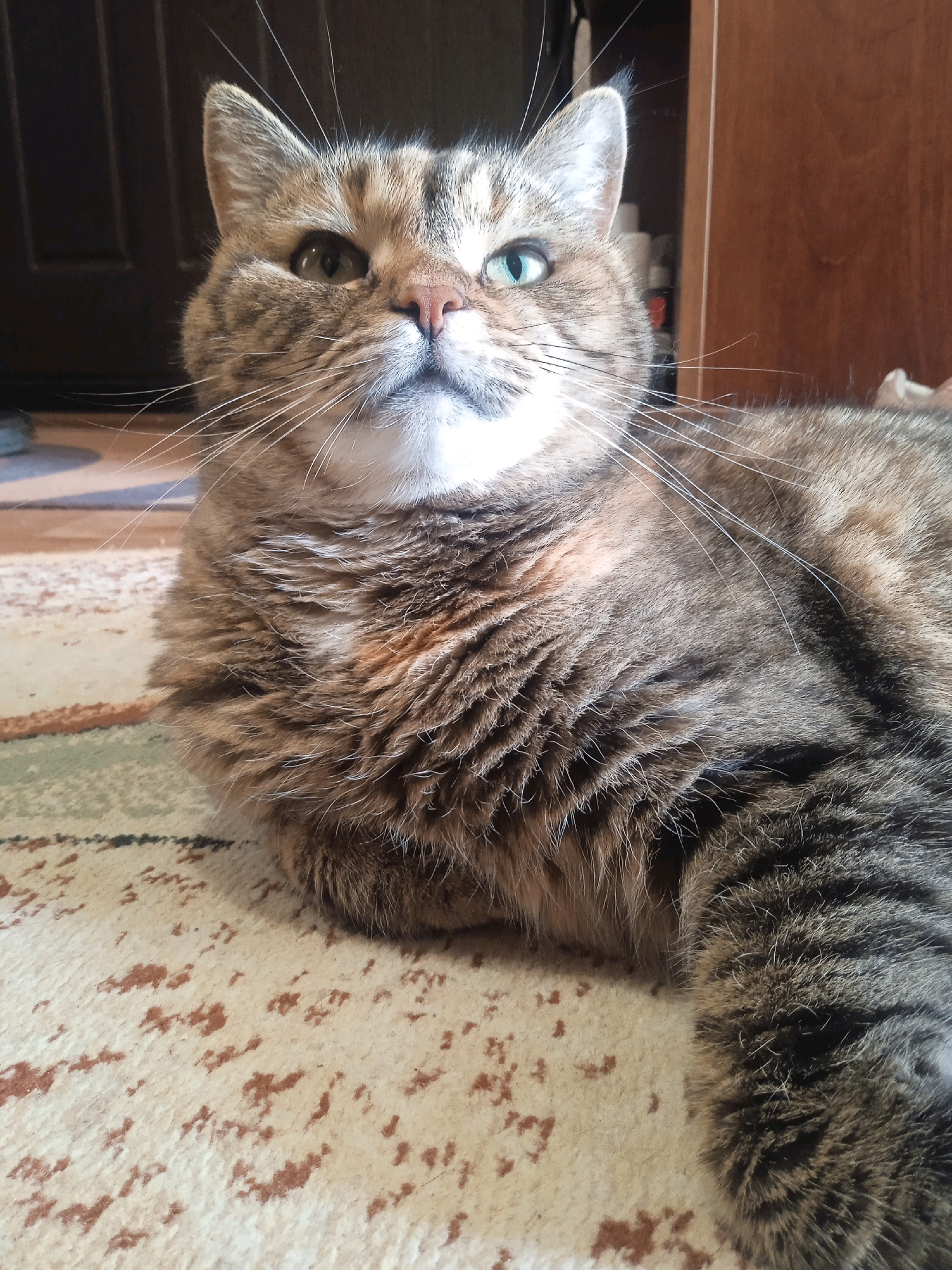 A tabby cat with heterochromia, one eye green and the other blue, is lying on a rug in an indoor setting. The cat's fur is a mix of brown, black, and orange tabby stripes. The background includes a dark door on the left and a wooden cabinet on the right. The rug has a light-colored base with scattered brown and tan abstract patterns. There are no people or any other animals visible in the image. The lighting suggests it is daytime. The location is described as being in the city of Lida, Belarus, but this cannot be verified from the visual information alone.