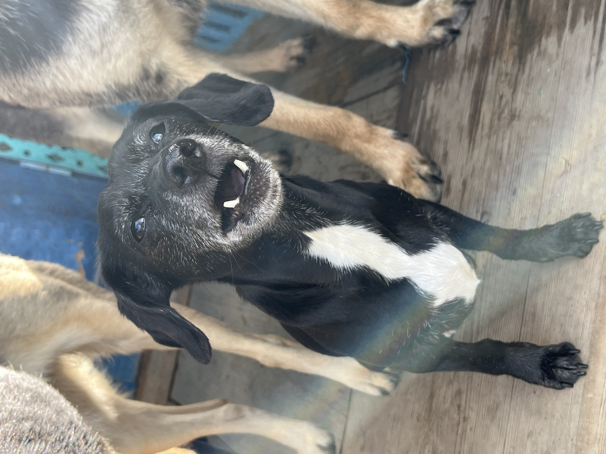 A medium shot shows a black and white dog with grey around its muzzle and light blue eyes. The dog is facing the camera with its mouth open, revealing its teeth. The dog has floppy ears and is wearing a collar. Behind the dog are the legs of two other dogs, one light brown and white, the other a lighter brown. They are standing on a wooden deck. The background is blurred and shows a blue object with a diamond pattern. There is a rainbow-colored glare in the lower left corner of the image. The scene appears to be outdoors.