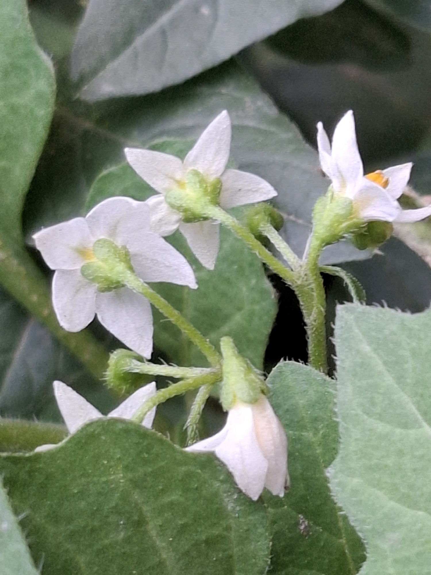 A close-up, eye-level shot captures a cluster of small, white, star-shaped flowers with yellow centers, attached to fuzzy green stems. The flowers are surrounded by large, green leaves, some of which are slightly out of focus. The overall scene suggests a natural outdoor setting, possibly a garden or a park. The image does not contain any people or recognizable landmarks that would indicate its specific location within Almaty, Kazakhstan.