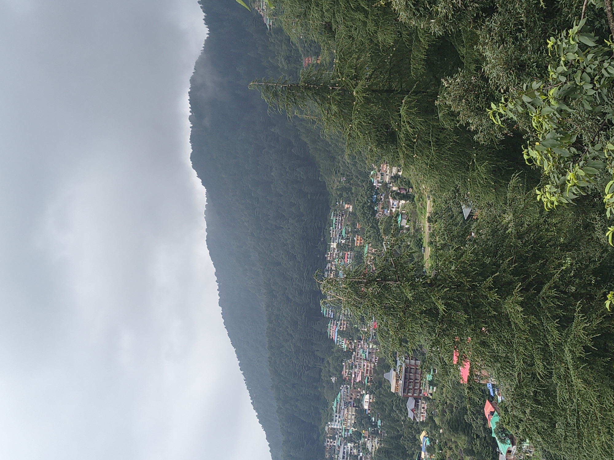The image shows a panoramic view of Bhagsu, India, a town nestled in the Himalayan foothills. The landscape is dominated by lush green mountains covered in dense pine forests. In the foreground, a large pine tree with dark green needles stands tall, its branches obscuring a portion of the view. Below the mountain slope, a cluster of buildings with colorful rooftops, characteristic of the region, are spread across the terrain. The architecture is varied, with some structures appearing to be multi-story hotels or guesthouses, while others are smaller residential buildings. The sky is overcast with a heavy layer of clouds, suggesting a day with limited sunlight or possibly rain. The overall impression is one of a serene mountain town with a vibrant community set against a dramatic natural backdrop.