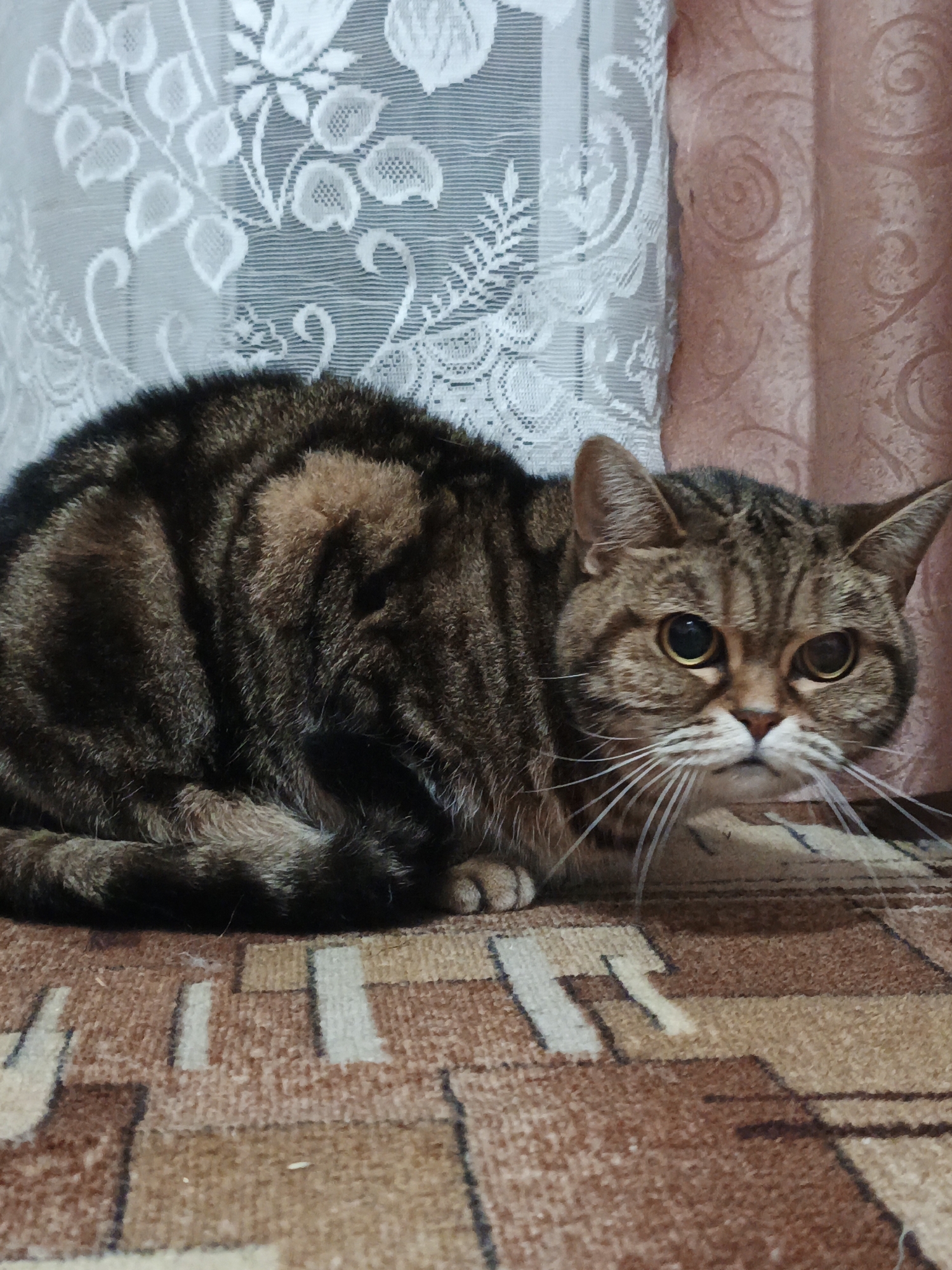 A tabby cat is lying on a patterned carpet in front of curtains. The cat is facing the camera with its head slightly tilted to the right. The cat's fur is a mix of brown, black, and gold stripes. Its eyes are large and round, with golden irises. Long white whiskers fan out from its muzzle. The cat's body is curled up, with its tail tucked beneath it. The carpet has a geometric pattern of brown and beige squares and rectangles. The curtains are made of a sheer white lace fabric with a floral pattern, and behind that, there are pinkish-brown curtains with a swirling pattern. The scene appears to be indoors, likely in a residential setting. There is no information to indicate this is in the city of Medvedyovka, Russia.