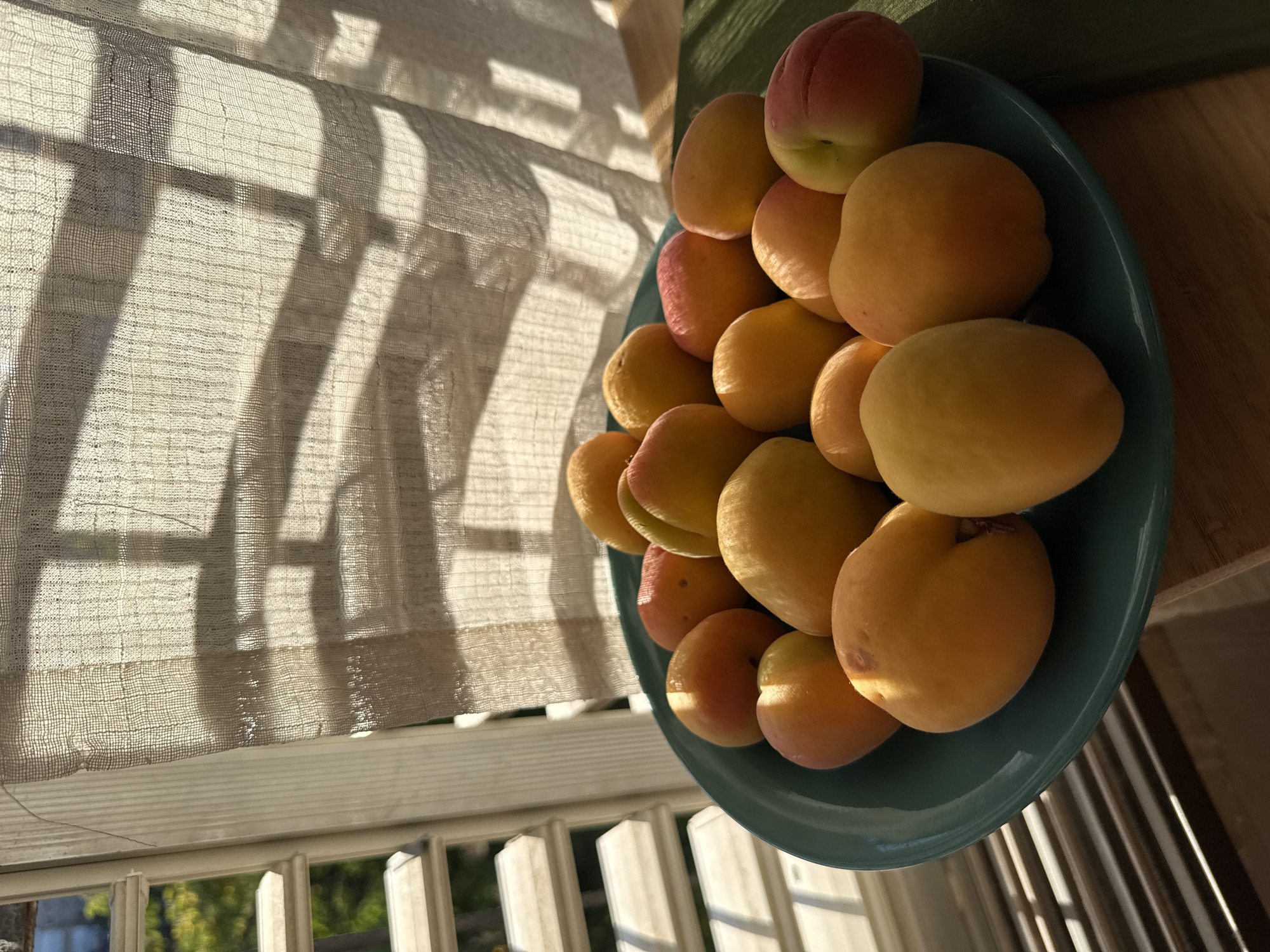 A high-angle, medium shot shows a blue-green bowl filled with a pile of orange and red apricots on a windowsill, with a gauzy curtain and window grid pattern dominating the left side of the frame. The window looks out onto a residential area in Bat Yam, Israel. The sunlight casts strong shadows on the curtain.