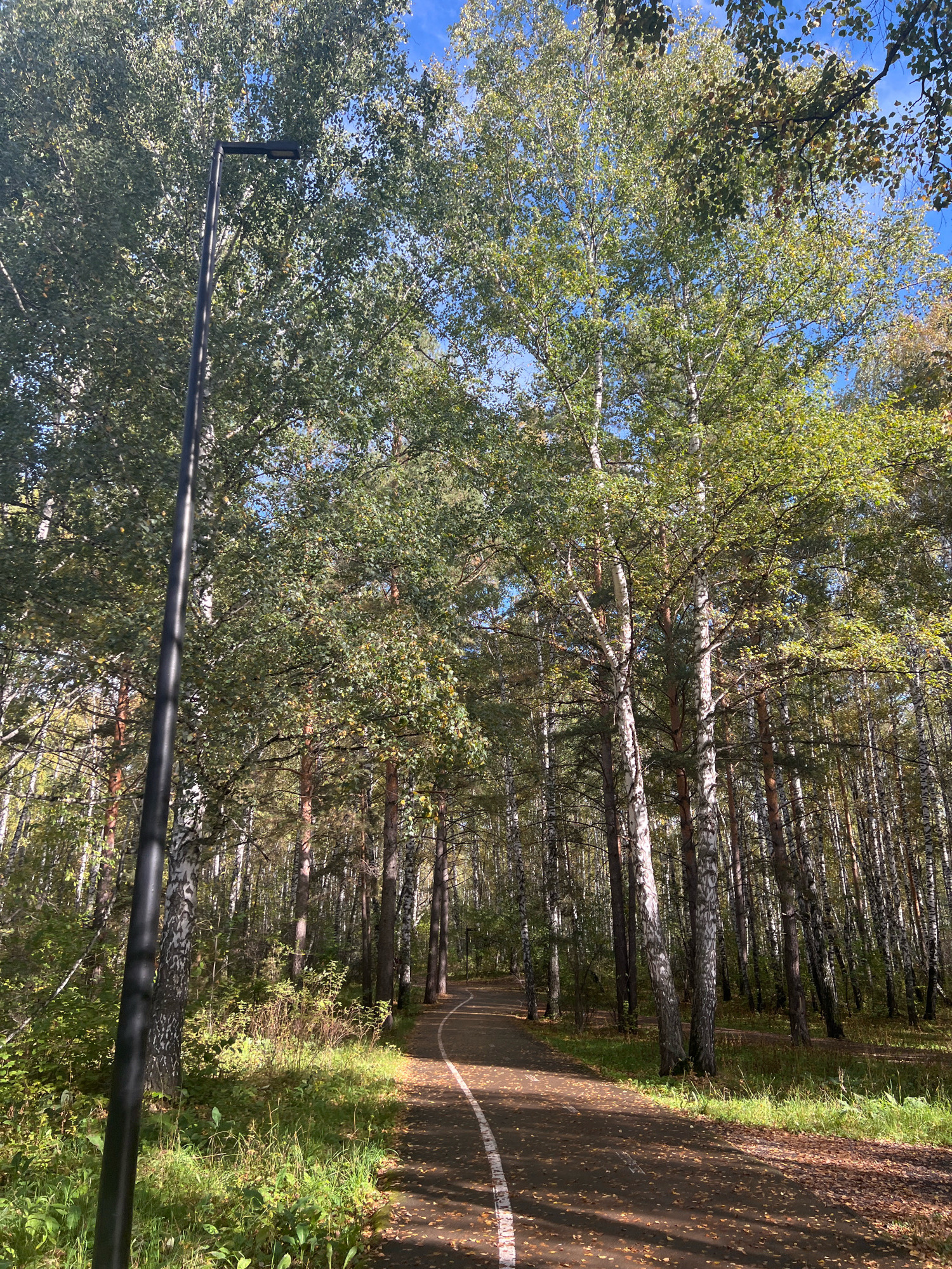 The image depicts a paved path winding through a forest of birch and pine trees. The path is marked with a white line and is sparsely covered with fallen leaves, suggesting it might be autumn. A tall, dark lamppost stands to the left of the path. Sunlight filters through the leaves, casting dappled shadows on the ground. The sky is blue and visible through the tree canopy. This scene is consistent with the walking paths found in the natural parks and green spaces of Krasnoyarsk, Russia, such as Ostankino Park or the Botanical Garden. There are no people or animals visible in the image.