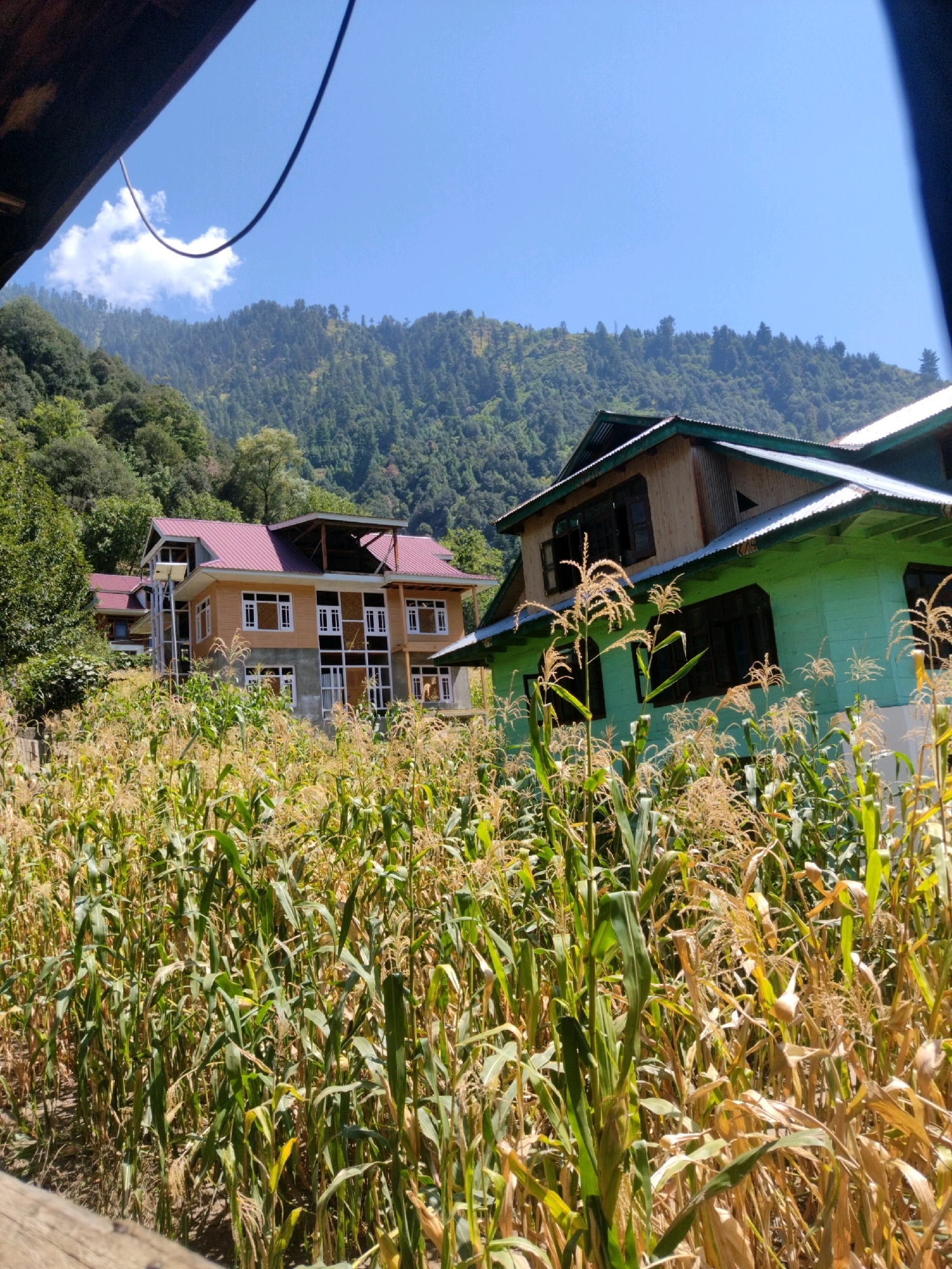 In Keran, India, a residential area is nestled at the base of a verdant, tree-covered mountain range. A field of mature corn stalks, some dry and yellowed, dominates the foreground, obscuring the lower portions of two multi-story houses. The houses feature pitched roofs, with one having a maroon metal roof and the other a green metal roof. The house with the maroon roof displays light brown wooden siding and numerous white-framed windows. The house with the green roof is painted a pale green and has dark-framed windows. The sky above is clear and blue, with a few wispy clouds. The scene is bathed in bright sunlight, suggesting a warm, clear day.
