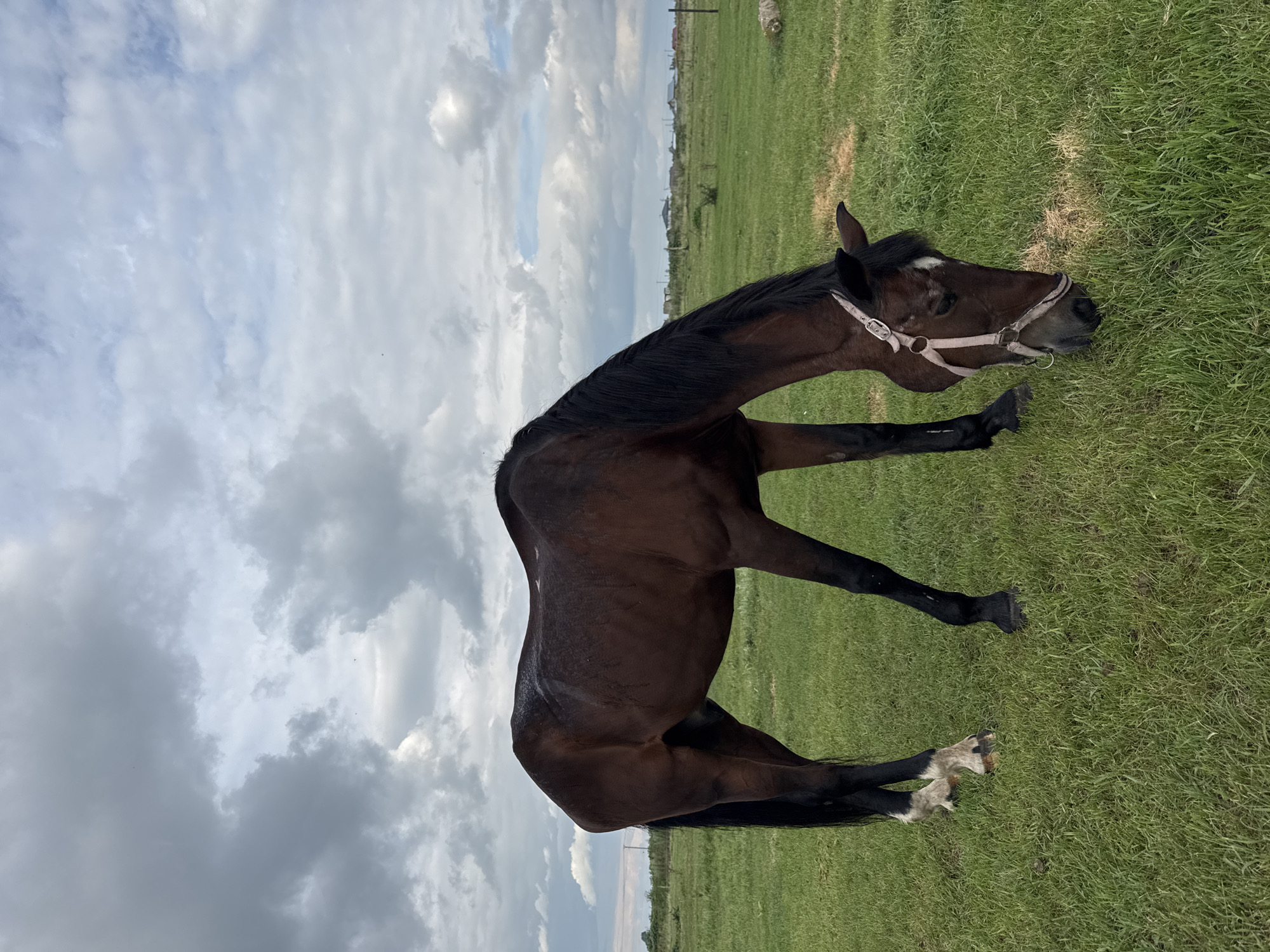 A brown horse with a pink halter grazes in a green field under a cloudy sky. The horse's head is lowered to the ground, and its body is positioned to the left of the frame. The background shows a fence line and a few houses in the distance. The environment appears to be rural, likely on the outskirts of the village of Yagodnoye, Russia.