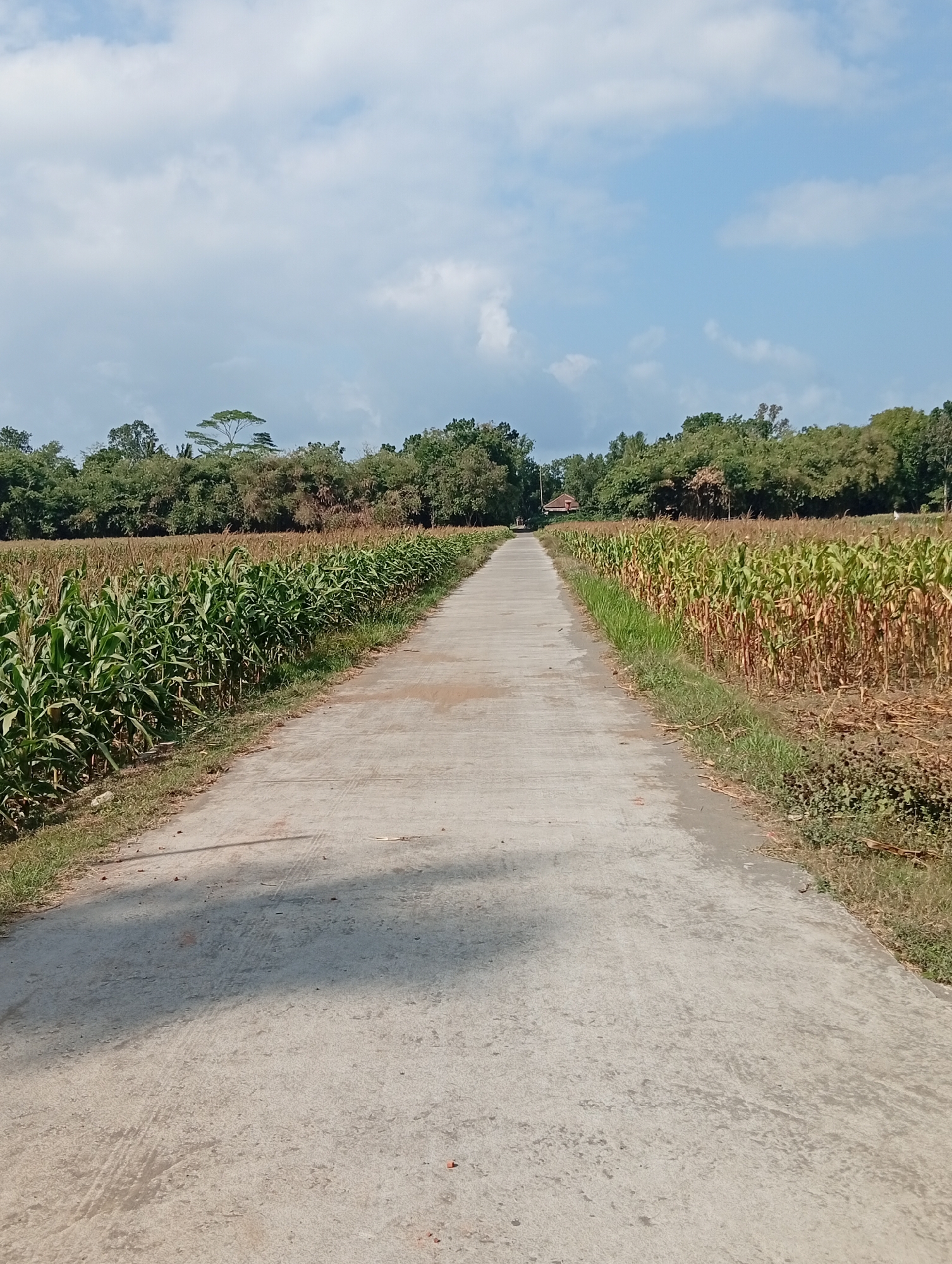 The image depicts a straight, paved road cutting through a rural landscape in Miritpetikusan, Indonesia. On either side of the road are extensive fields of corn. The corn on the left appears to be in an earlier stage of growth, with lush green stalks, while the corn on the right is more mature, with dried brown stalks and ears. In the distance, a dense line of trees forms the horizon, with a small building partially visible among them. The sky above is blue with scattered white clouds. The road surface shows some tire tracks and scattered debris, suggesting it is a functional pathway.