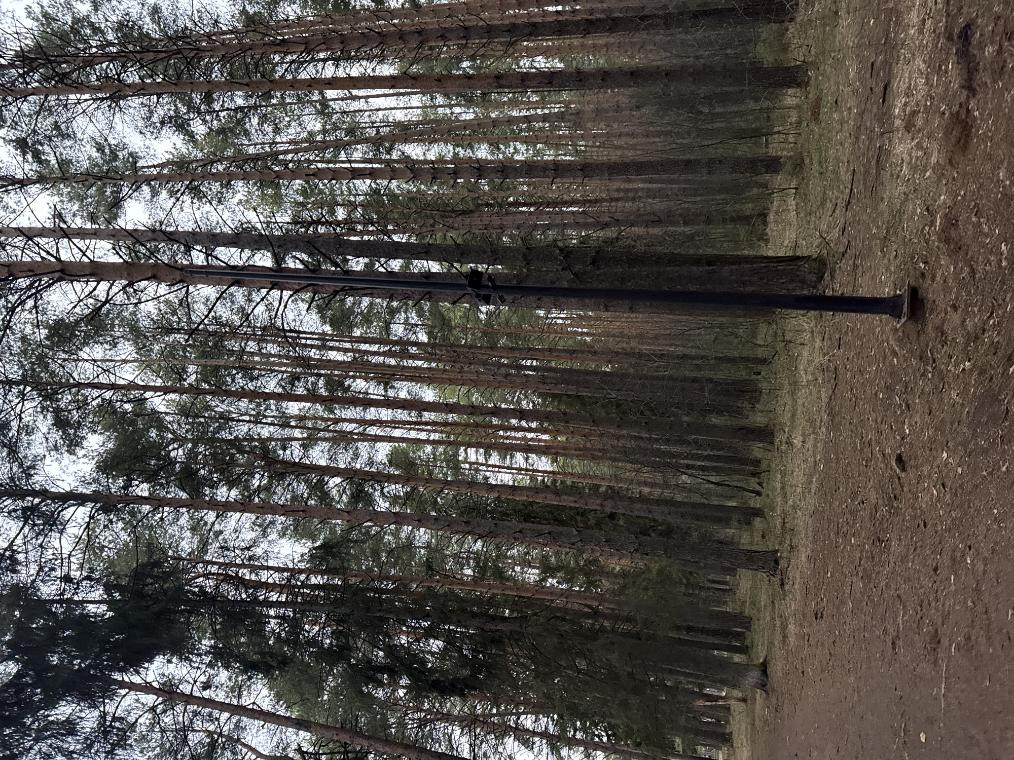 The image captures a serene view of a dense pine forest in Votkinsk, Russia, likely on an overcast day. Tall, slender coniferous trees with reddish-brown trunks stretch upwards, their branches sparsely covered with green needles, particularly towards the canopy. The trunks create a sense of depth, forming rows that recede into the background.
A dark, thin pole, possibly a lamppost or utility pole, stands prominently in the middle ground, slightly to the right of the center. Its base is visible on the forest floor. The ground itself is a mix of bare, brownish dirt and sparse, dry grass or undergrowth. What appears to be a dirt path or cleared area runs through the forest on the right side of the frame, contrasting with the denser vegetation further left.
The sky, visible through the gaps in the tree canopy, is bright and diffused, indicating an overcast condition or a soft light source without direct sunlight. There are no people or animals visible, and no specific activity is taking place, presenting a quiet and natural forest scene. No text is discernible in the image.