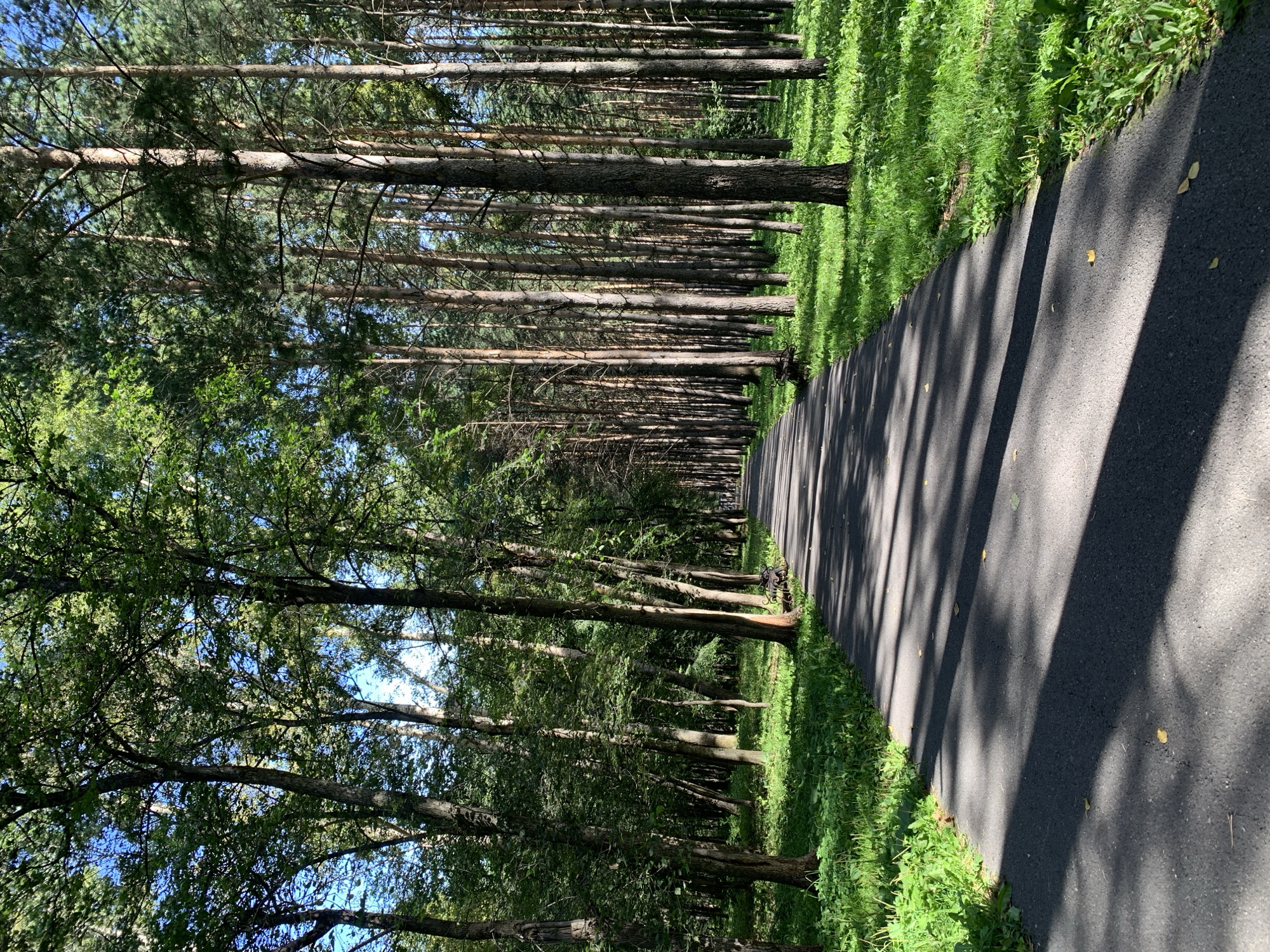 The image depicts a paved pathway winding through a forest. The pathway is surrounded by dense vegetation, with tall trees lining both sides. The trees have lush green foliage, and sunlight filters through the canopy, casting dappled shadows on the path. The ground beside the path is covered in green grass and smaller plants. In the distance, the pathway disappears into the trees. A single bench is visible on the right side of the path. The scene appears to be a park or a natural area within a city. This location is identified as the "Kalininskaya Loshchad" (Kalininskaya Square) in Prokopyevsk, Russia, which features a walking path through a wooded area.