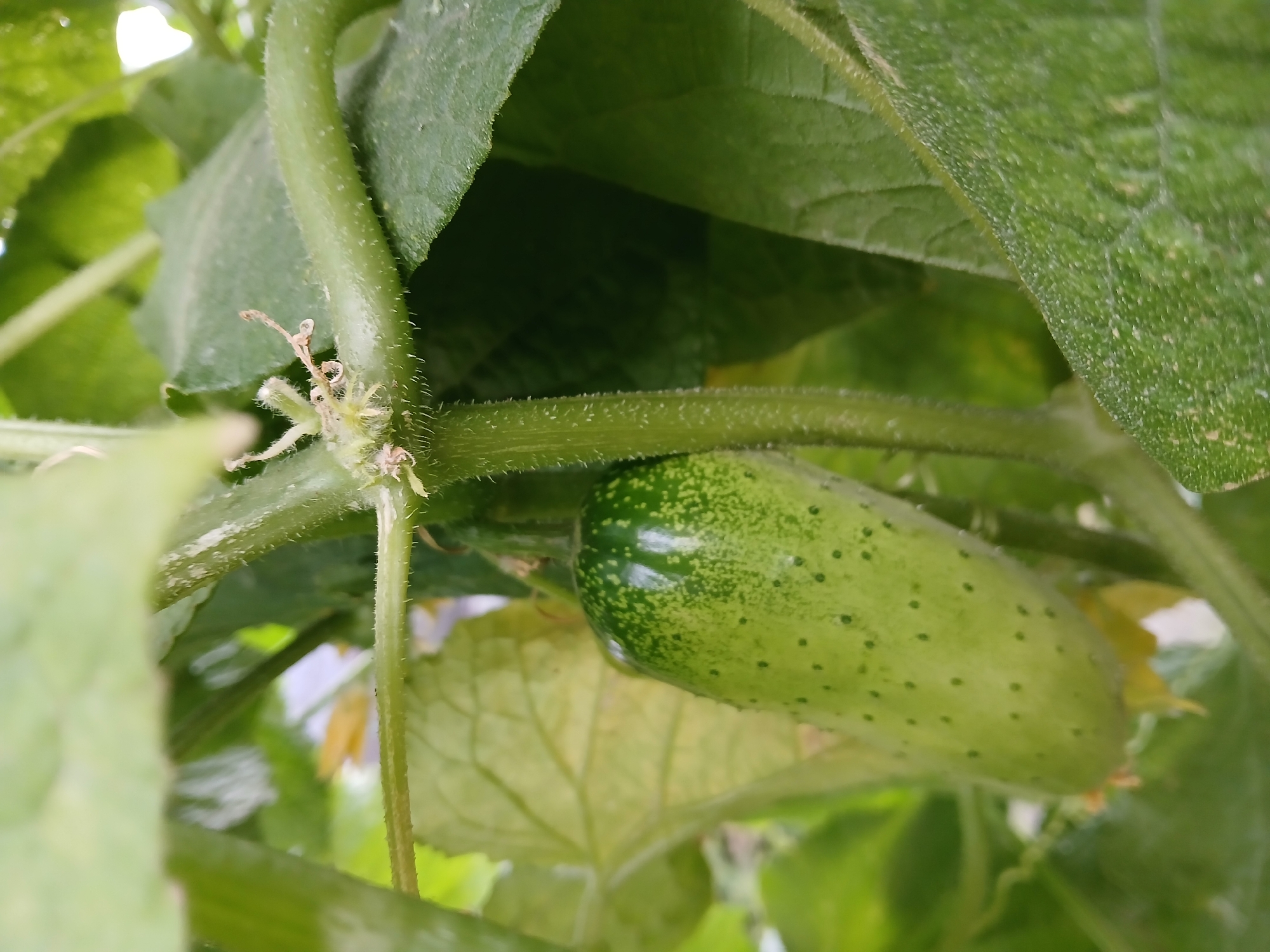 A close-up, low-angle shot captures a young cucumber fruit growing on a vine in a garden. The cucumber is light green with darker green speckles and has a slightly bumpy texture. It hangs from a thick, hairy stem that is part of the plant's branching structure. Other green leaves and stems are visible in the background, creating a lush, natural environment. The image appears to be taken outdoors during the daytime. The location is identified as Коктал, Kazakhstan.