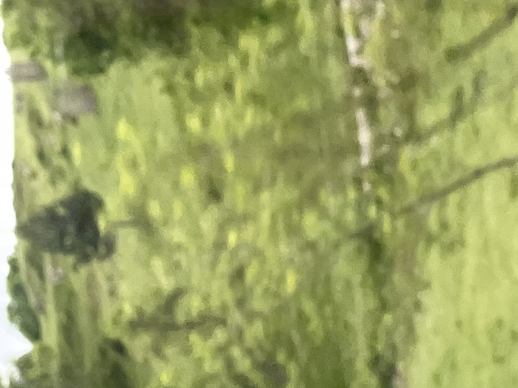 The image depicts a blurred, green landscape, possibly located in Vilići, Montenegro. The foreground is dominated by shades of green suggesting foliage or trees. A faint white vertical line suggests the presence of a tree trunk, and dark lines indicate branches. The blur obscures specific details. No people, objects, actions, or interactions are clearly discernible.