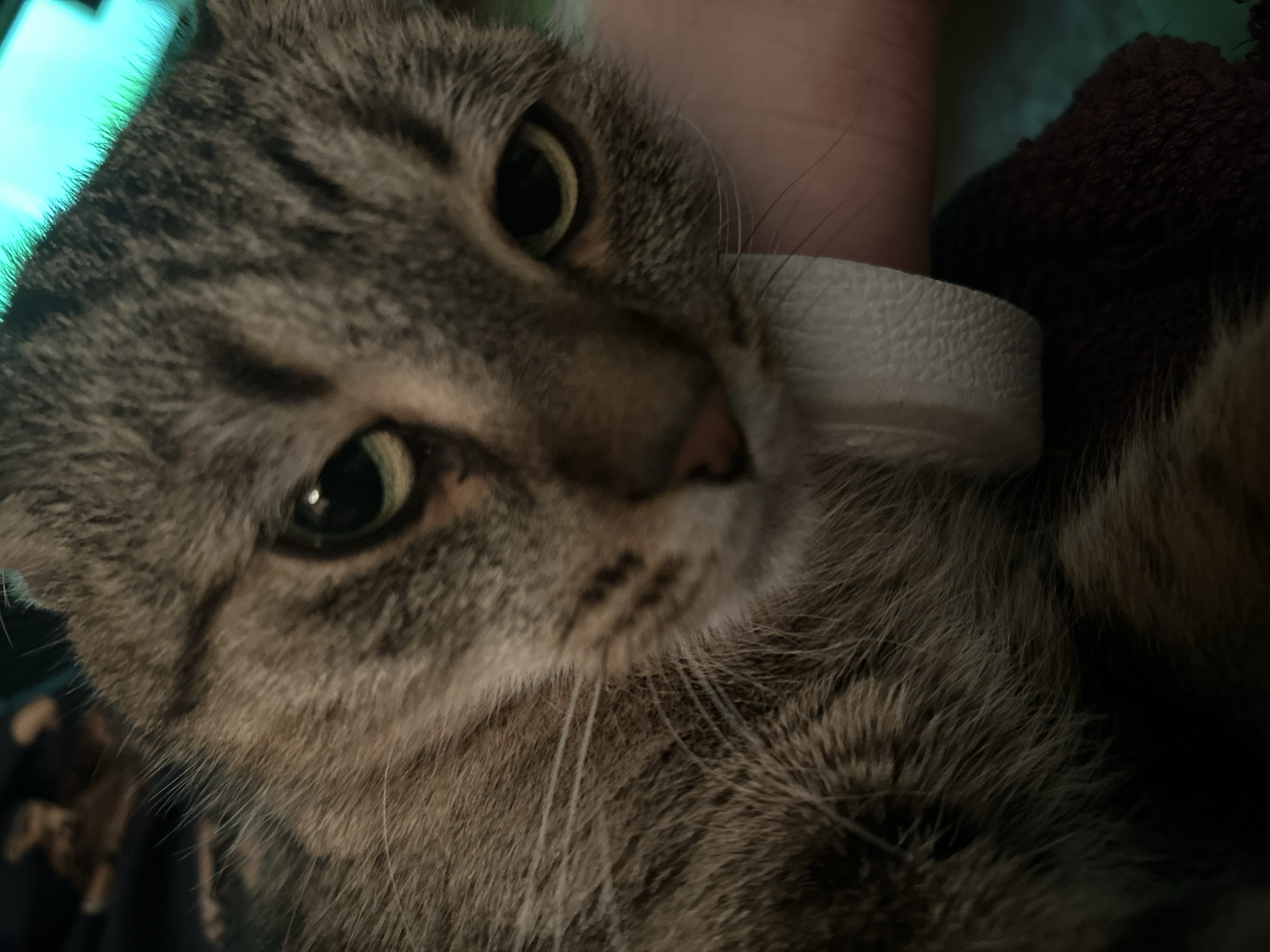 A close-up, eye-level, indoor photograph shows a tabby cat's face and upper body. The cat's fur is a mix of brown, gray, and black stripes. Its eyes are green and partially closed. A white object, possibly a bandage or a piece of fabric, is visible near the cat's chin. The background is out of focus, with hints of dark colors and a bright teal light source. The lighting is dim, with the teal light casting a glow on the cat's fur and the upper background. The image does not provide any information about the city of Sofia, Bulgaria, or its location within the city.