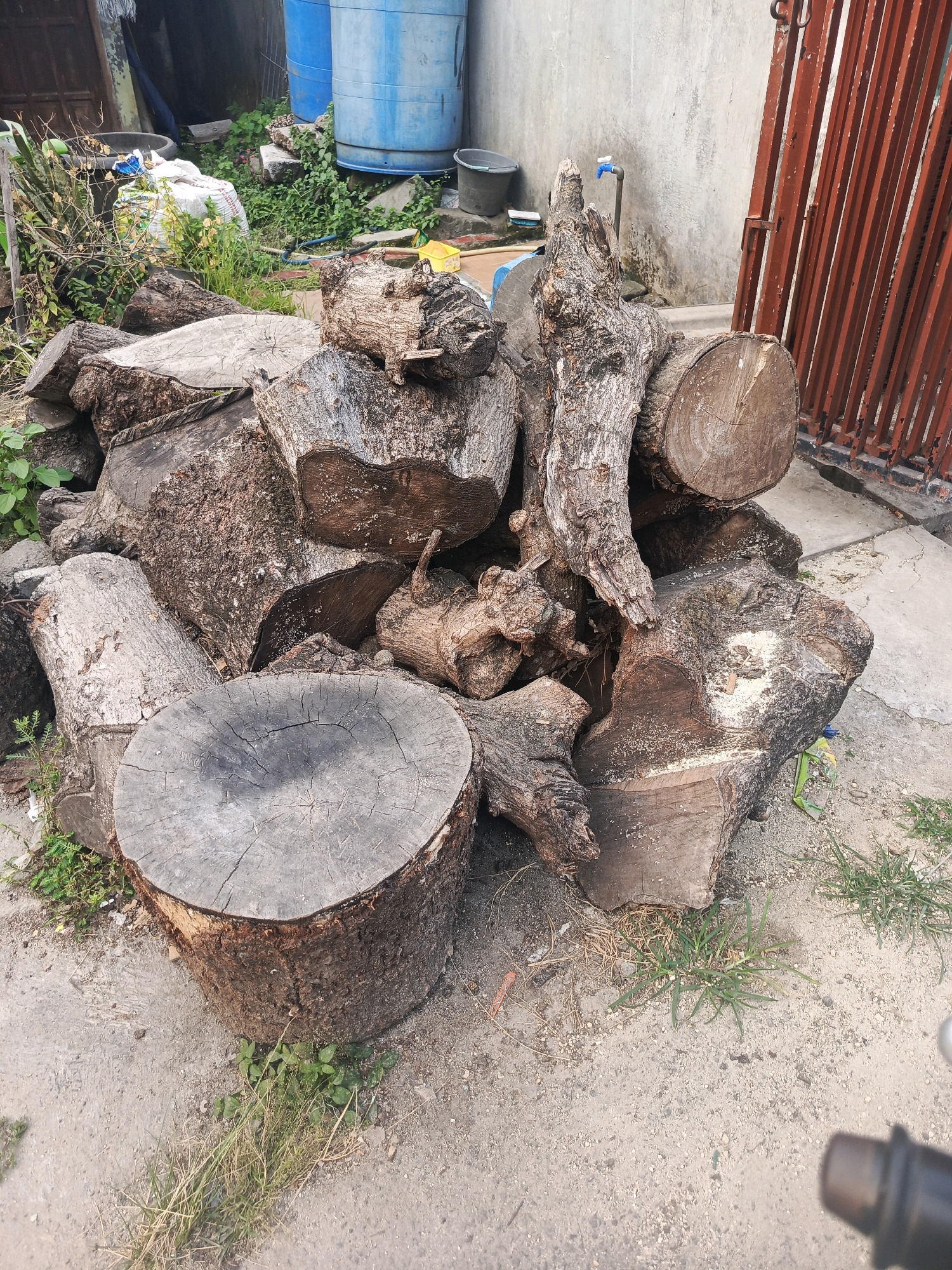In the city of Balaraja, Indonesia, a pile of cut logs is stored outdoors on a concrete surface. The logs vary in size and shape, with some appearing to be thick tree trunks and others smaller branches. Their rough, weathered bark suggests they have been exposed to the elements. Some logs have been cut into thick rounds, displaying the concentric rings of the wood grain. The ground around the logs is a mixture of concrete and dirt, with sparse patches of green grass growing between the logs and around the edges of the scene. In the background, there are two large blue plastic barrels, a white bag of what appears to be sand or cement, some overgrown vegetation, and a rusty metal fence. The overall impression is one of an outdoor storage area, possibly for construction or firewood.