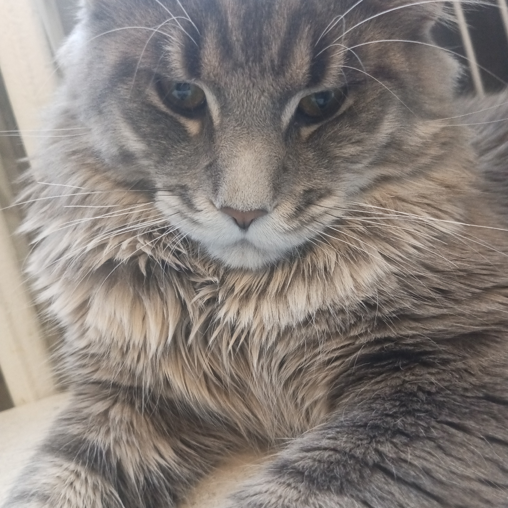 A close-up, high-angle shot features a grey tabby Maine Coon cat. The cat's face fills much of the frame, showing its eyes, nose, mouth, whiskers, and prominent fur mane. The cat is staring directly at the camera with an intense gaze. The background is slightly blurred, revealing a light-colored surface and a glimpse of what appears to be a window or a similar structure. There is nothing in this image to indicate it was taken in Chaikovsky, Russia.