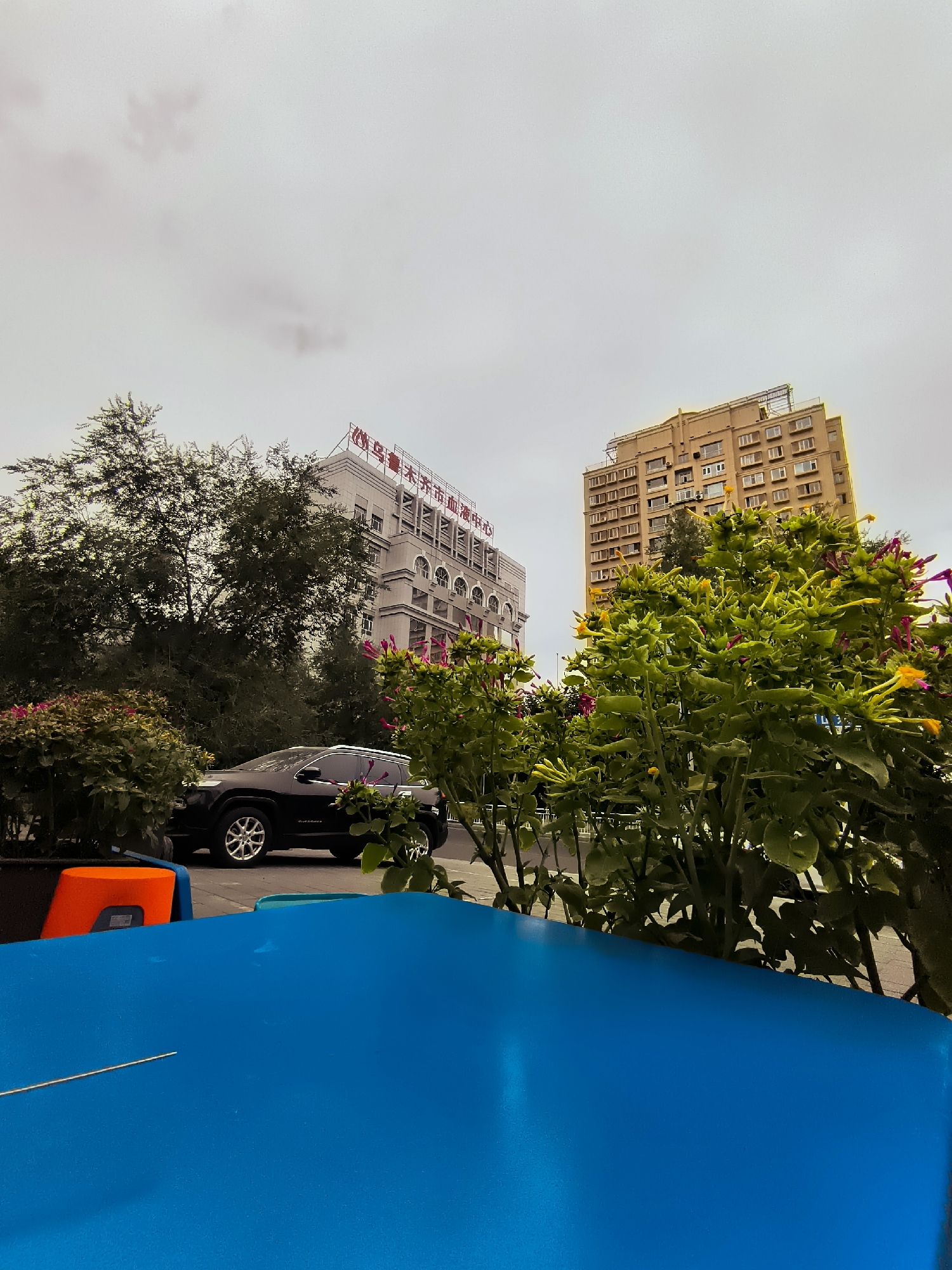This is a photograph taken outdoors in Ürümqi, China, under an overcast sky. In the foreground, a vibrant blue surface, possibly a table or cover, occupies the bottom third of the frame. To the left of this blue surface, a bright orange object is visible.
In the midground, a black SUV is parked, partially obscured by lush green foliage and flowering plants with pink and yellow blossoms. Behind the plants and the car, two buildings stand out. The building on the left is a light-colored, multi-story structure with a prominent sign displaying red Chinese characters. The building on the right is a taller, tan-colored apartment or office building with numerous windows. Trees with dense foliage are positioned between the foreground elements and the buildings. The overall scene suggests an urban setting, possibly a street or park area, with a mix of natural and man-made elements.
