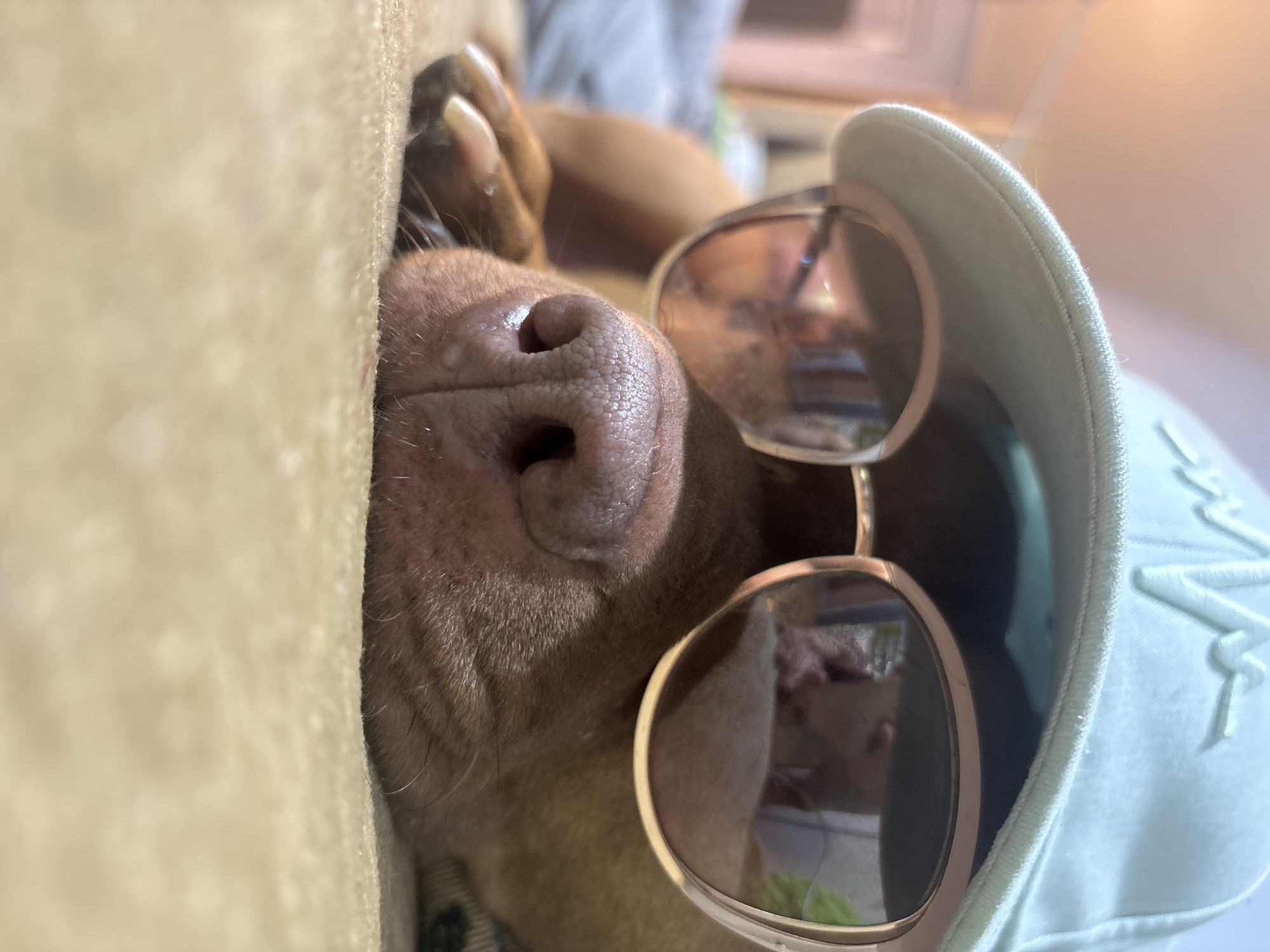 A close-up, angled shot shows the snout of a reddish-brown dog, pressed against a light beige-colored soft surface, likely a couch or pillow. The dog is wearing sunglasses with round, reflective lenses and a light-colored baseball cap. The location in the city of Sofia, Bulgaria, is not discernible from the given image.