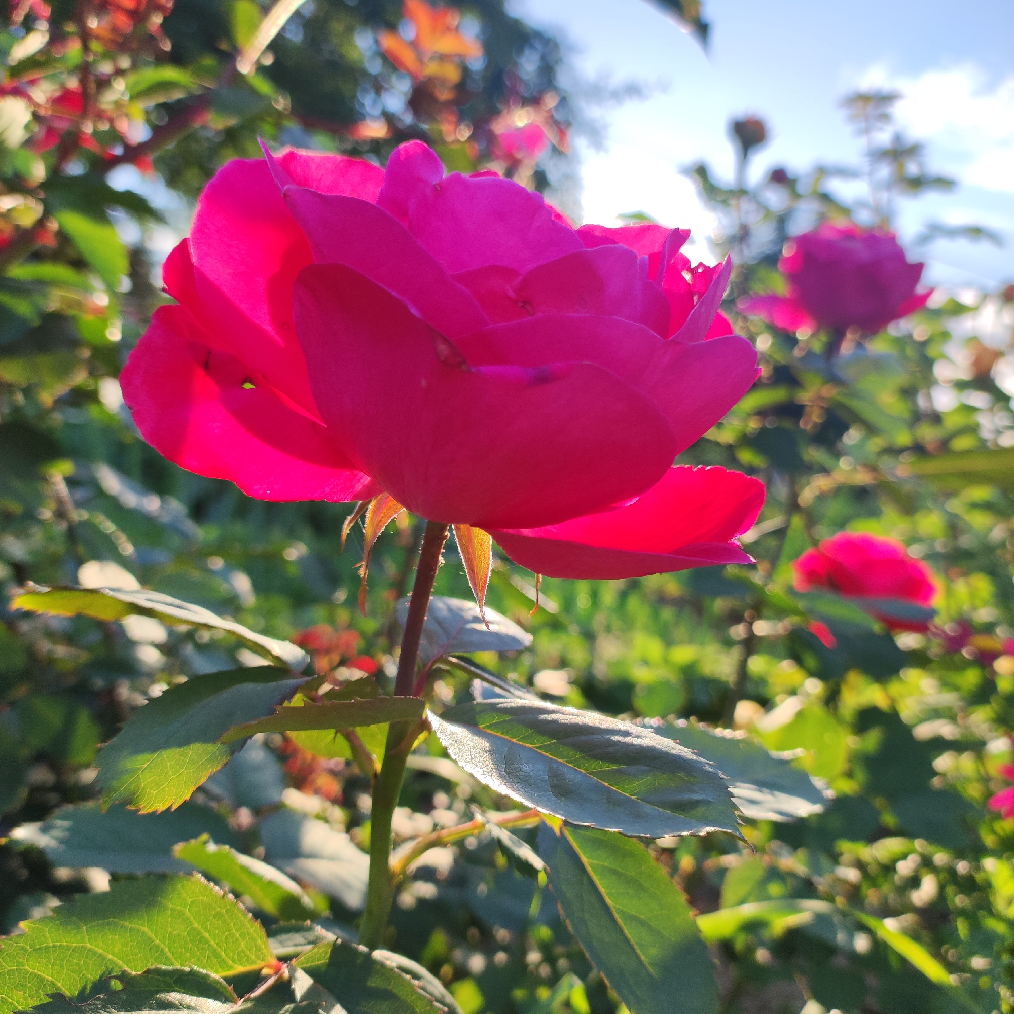A vibrant close-up shot captures a large, deep pink rose in full bloom, its petals unfurling towards the right of the frame. The rose is the primary subject, positioned slightly off-center, allowing the background to soften and create a bokeh effect. Behind the main rose, other pink roses and lush green foliage are visible, some in focus and others blurred, suggesting a garden setting.
The lighting indicates it is likely late afternoon or early morning, with the sun casting a warm glow on the petals and leaves. The sky peeks through the greenery in the upper right quadrant, appearing clear and blue with hints of sunlight creating lens flare. The detailed texture of the rose petals, from their delicate edges to the slight shadows within their folds, is apparent. The stems and leaves of the rose bush are also visible, with some leaves catching the light and showcasing their veins.
The overall mood is serene and natural, highlighting the beauty of a blooming rose garden. The location is identified as Navoloki, Russia. There is no visible text in the image.