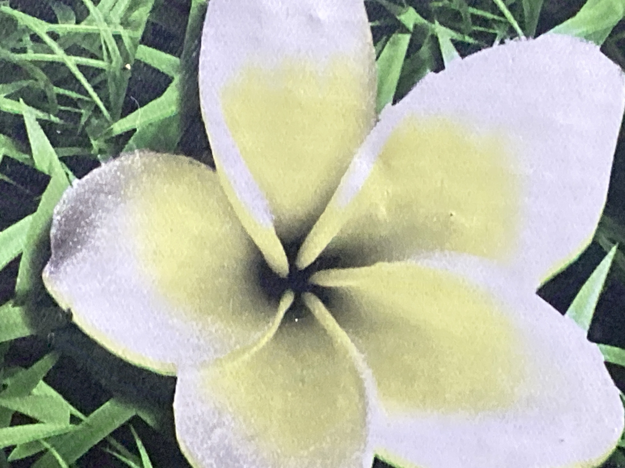 The image shows a close-up view of a light yellow and white flower with five petals, set against a dark green, grassy background. The flower's center is dark, with a hint of black. The petals are broad and rounded, with a gradient of color from the pale yellow in the center to white at the edges. The grassy background is out of focus, creating a soft bokeh effect. The image appears to be a photograph taken in natural light.