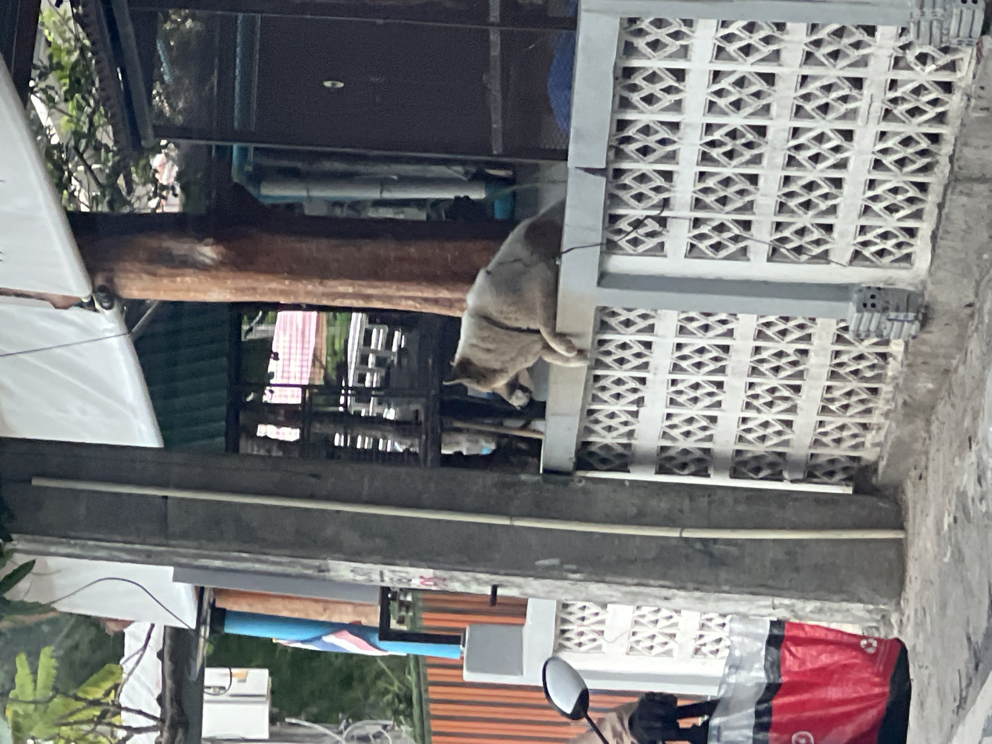 In the vicinity of Ban Bang Rak, Thailand, a light-colored dog is perched on top of a white, decorative concrete fence. The dog, facing to the right of the frame, appears to be resting, with its front paws placed over the edge of the fence. Behind the fence, a dark-colored speaker or large electronic device is visible. The environment suggests an outdoor setting, possibly a street or property boundary, with a concrete pillar and a red and gray shopping bag also present in the foreground. Trees and foliage are seen in the background, indicating a tropical or subtropical location. The lighting suggests it is daytime, potentially overcast or late afternoon.
