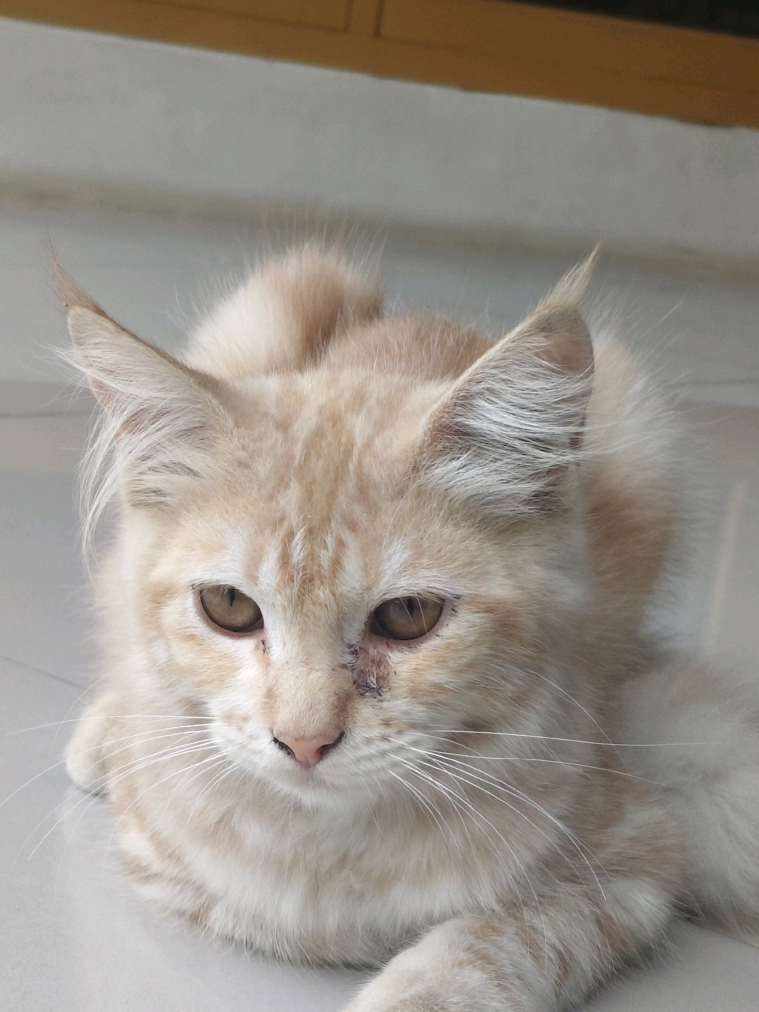 A medium shot, taken from a slightly elevated angle, shows a cream-colored cat with orange tabby markings lying down. The cat's fur is fluffy and its ears are perked up. One of its eyes appears to have a wound or irritation around it. The cat is on a light-colored tiled floor. In the background, there is a blurred wooden surface. The scene is indoors. The image has been geolocated to the city of Utama, Indonesia.